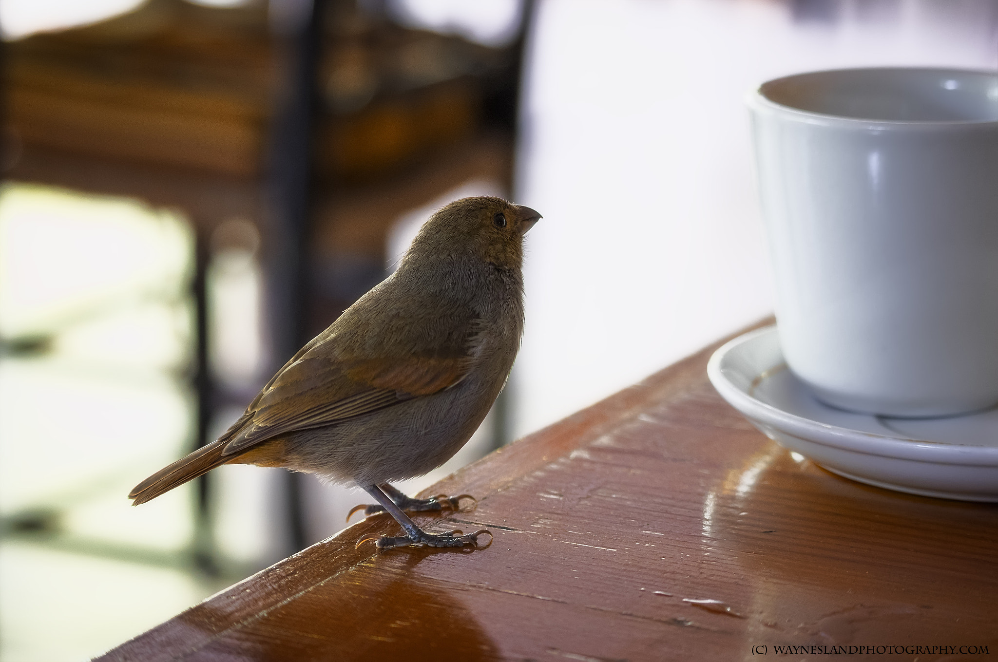Canon EF-S 55-250mm F4-5.6 IS STM sample photo. Morning visitor photography