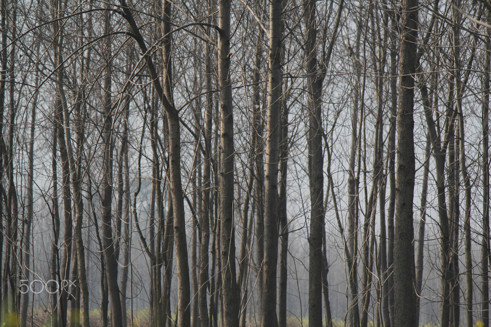 Canon EF-S 55-250mm F4-5.6 IS sample photo. Img photography