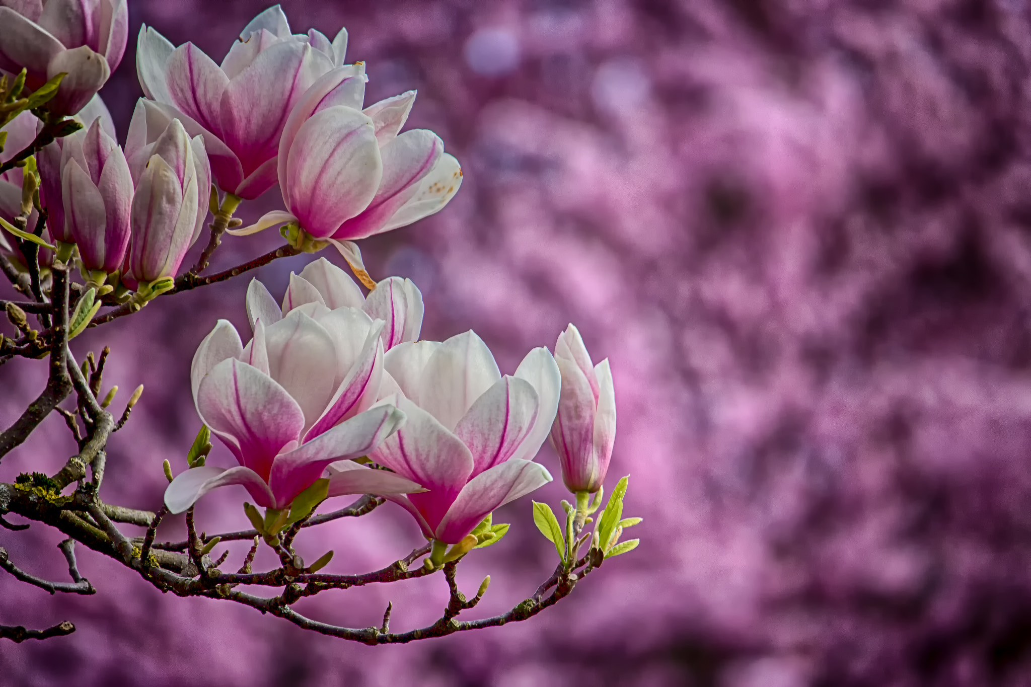 Canon EF-S 55-250mm F4-5.6 IS STM sample photo. Spring photography