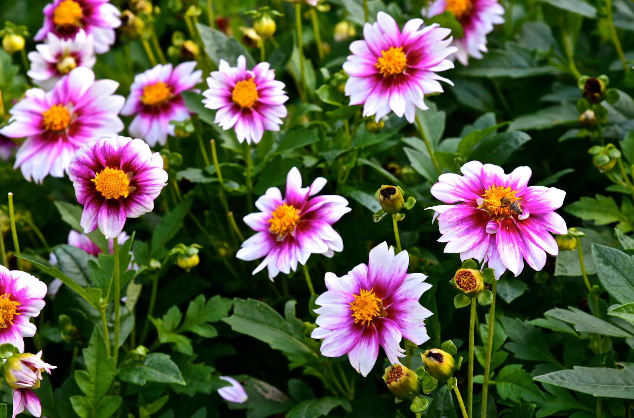Nikon D600 sample photo. Colorful meadow photography
