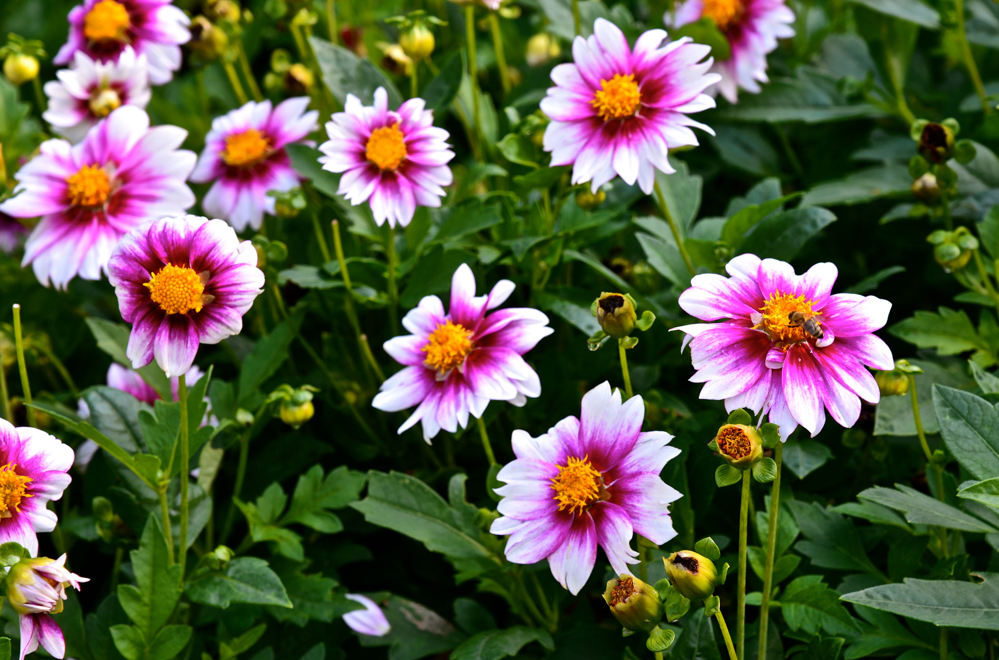Nikon AF-S Nikkor 24-120mm F4G ED VR sample photo. Colorful meadow photography