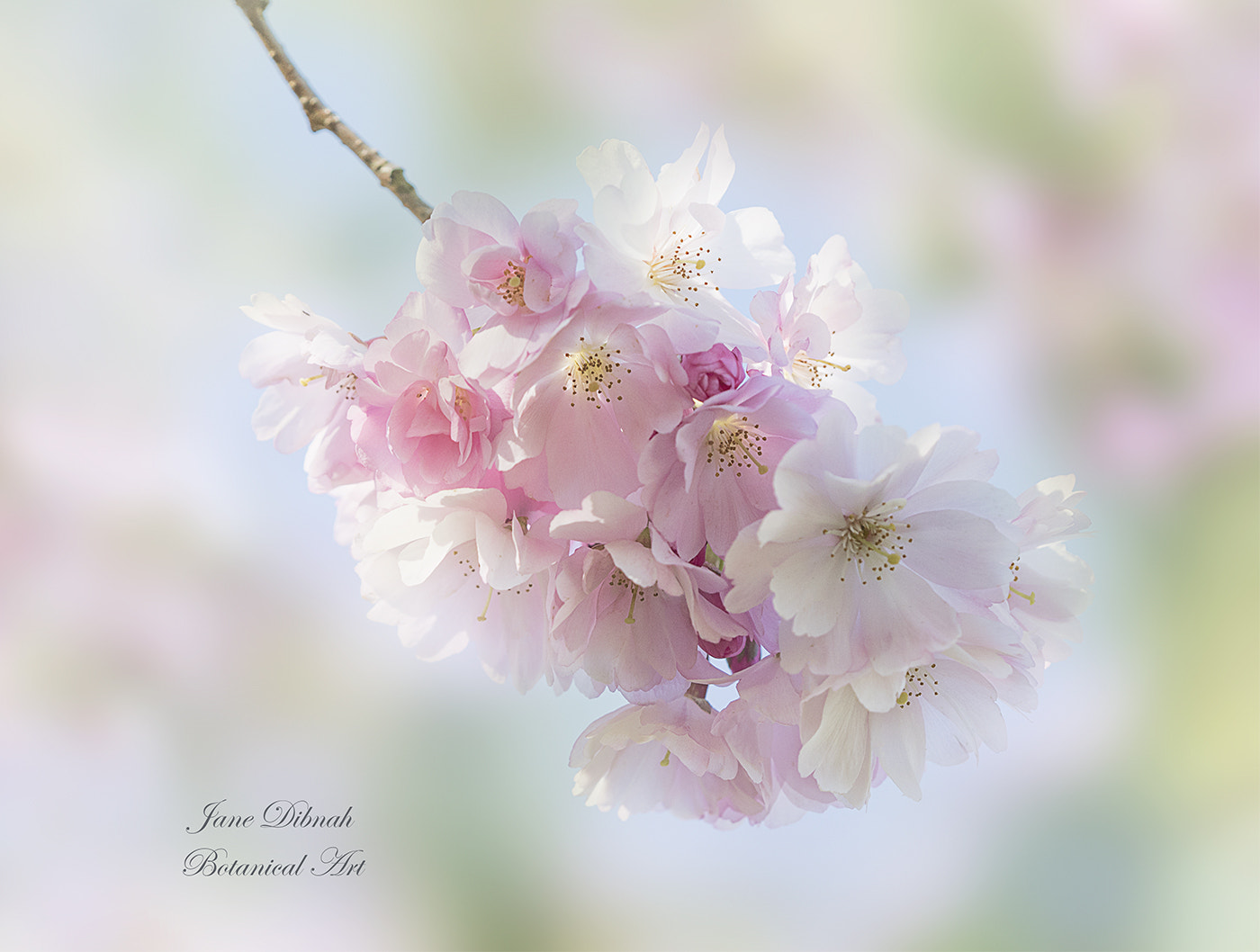 Canon EF 180mm F3.5L Macro USM sample photo. Spring blossom photography