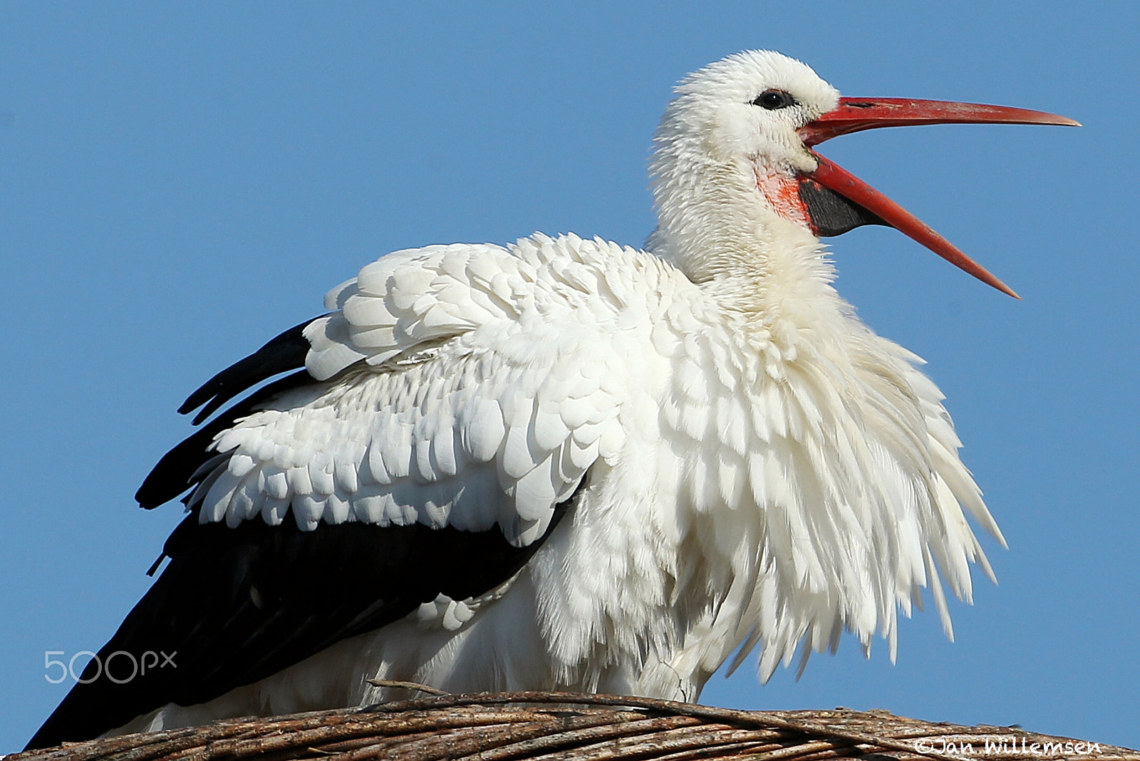 Canon EF 300mm F2.8L IS II USM sample photo. Stork photography