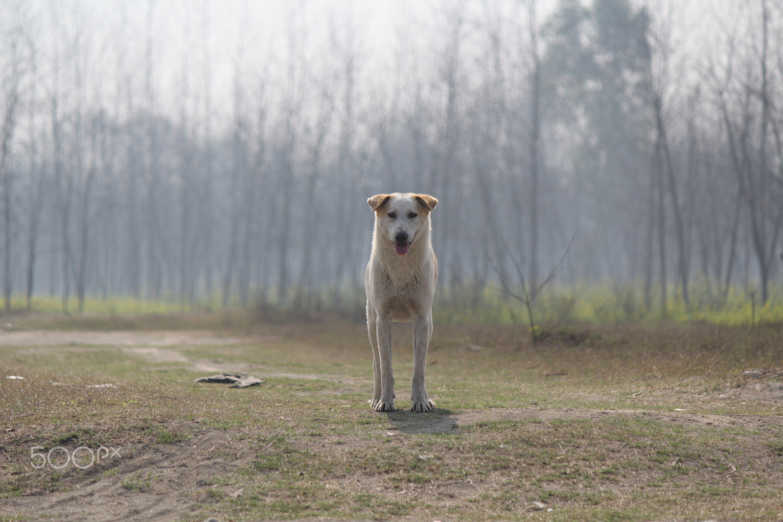 Canon EF-S 55-250mm F4-5.6 IS sample photo. India photography