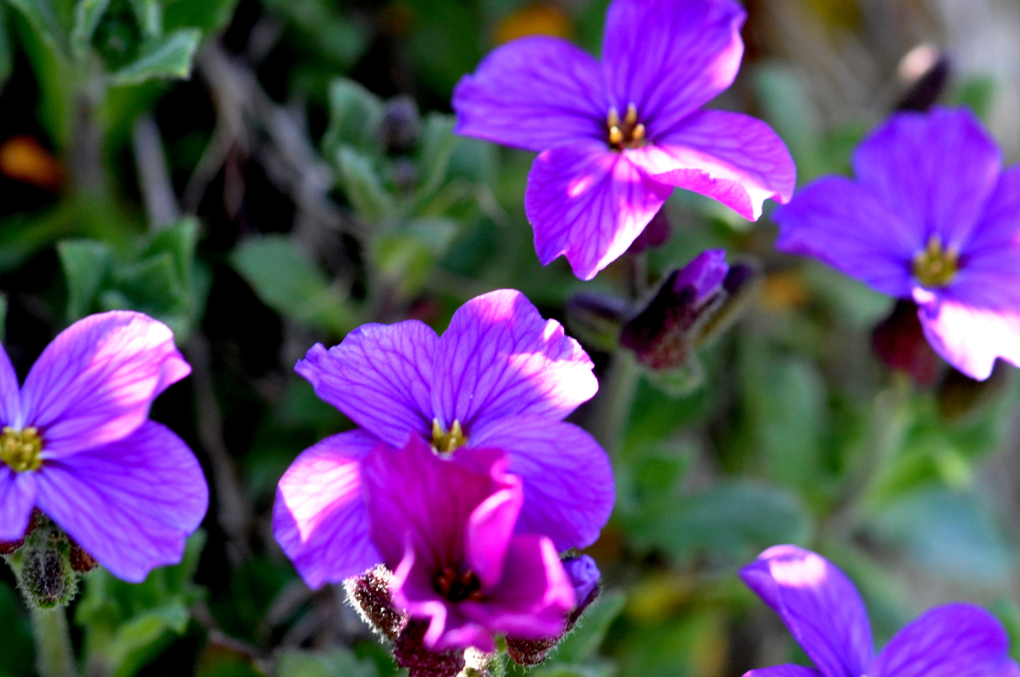 Nikon AF-S Micro-Nikkor 105mm F2.8G IF-ED VR sample photo. Dsc aubrietia photography