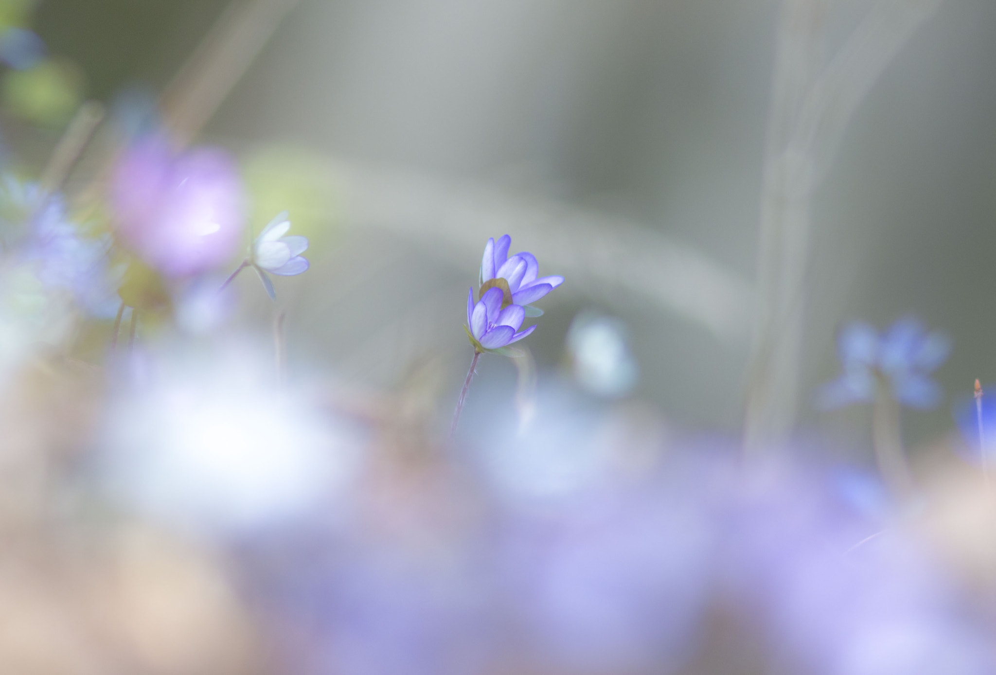 Canon EF 200mm F2.8L II USM sample photo. Hepatica photography