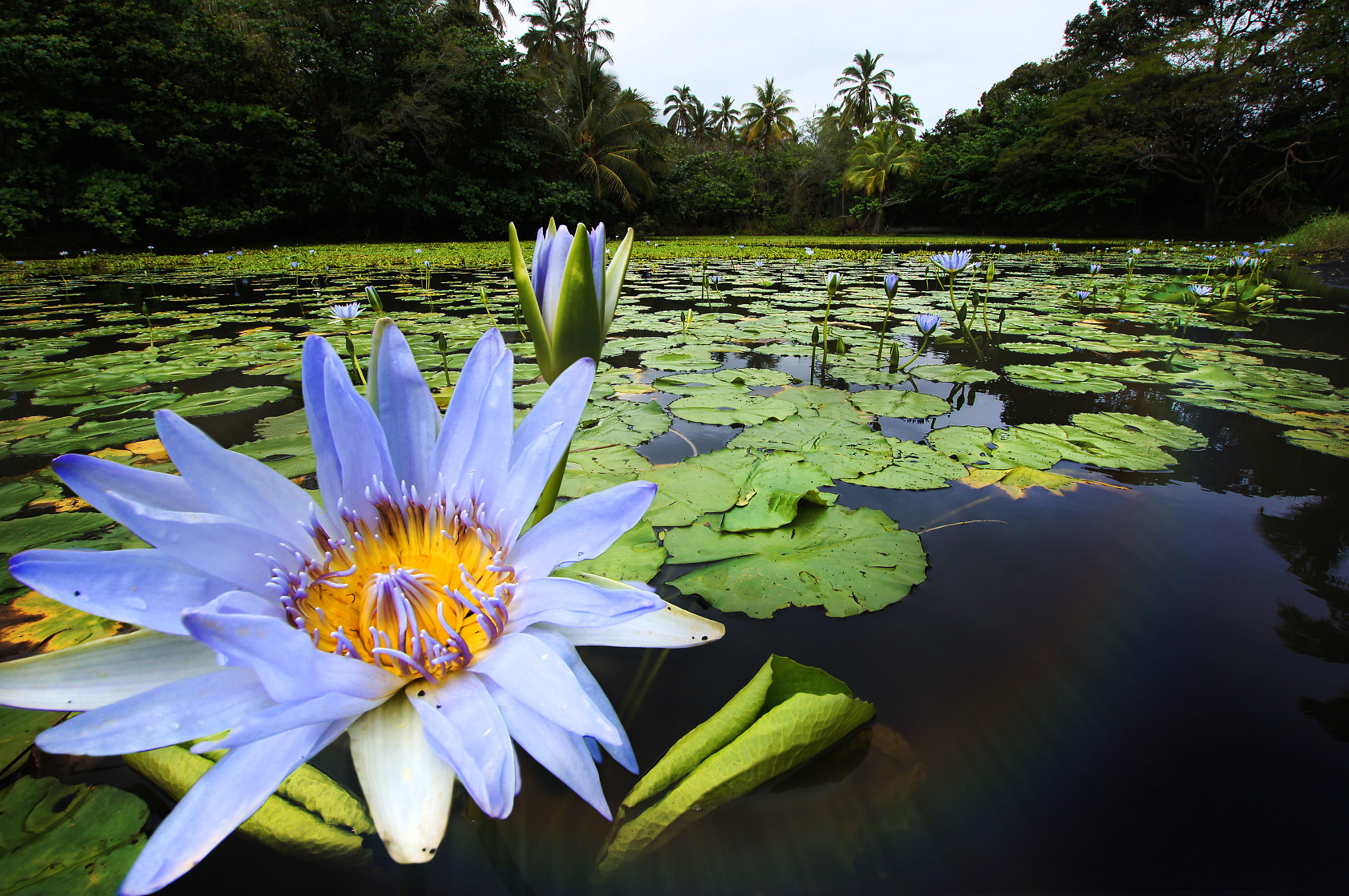 Sony Alpha DSLR-A580 + 10-20mm F3.5 sample photo. Waterlily - lotus flower photography