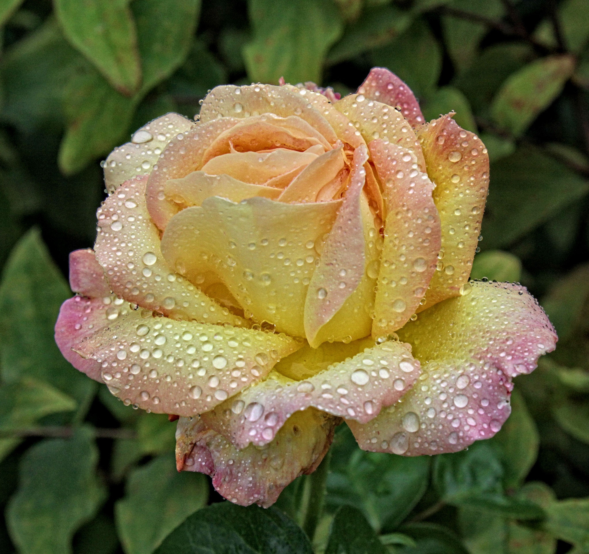 Canon EOS 50D + Canon EF 24-105mm F4L IS USM sample photo. Ba rose 34 photography