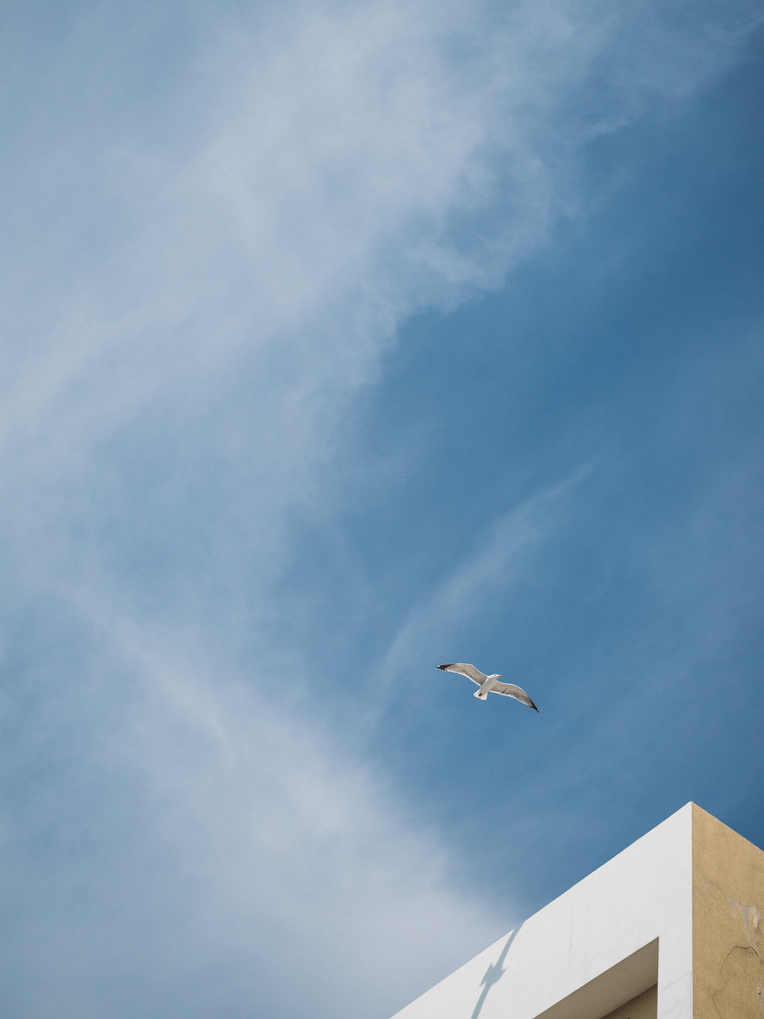 Olympus OM-D E-M10 II + Olympus M.Zuiko Digital 25mm F1.8 sample photo. The seagull photography