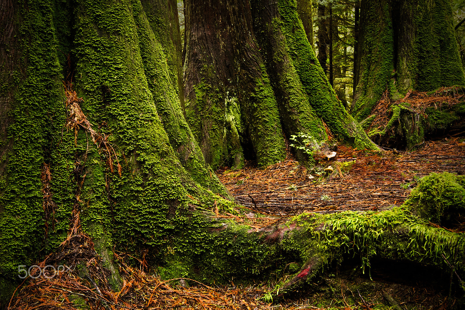Nikon AF-S Nikkor 16-35mm F4G ED VR sample photo. Trees photography