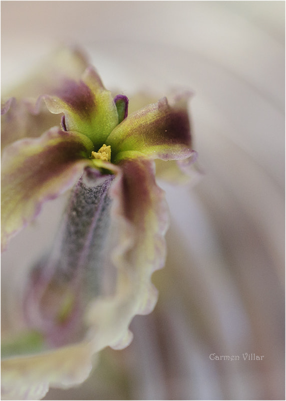 Sigma 150mm F2.8 EX DG OS Macro HSM sample photo. Mattiola photography
