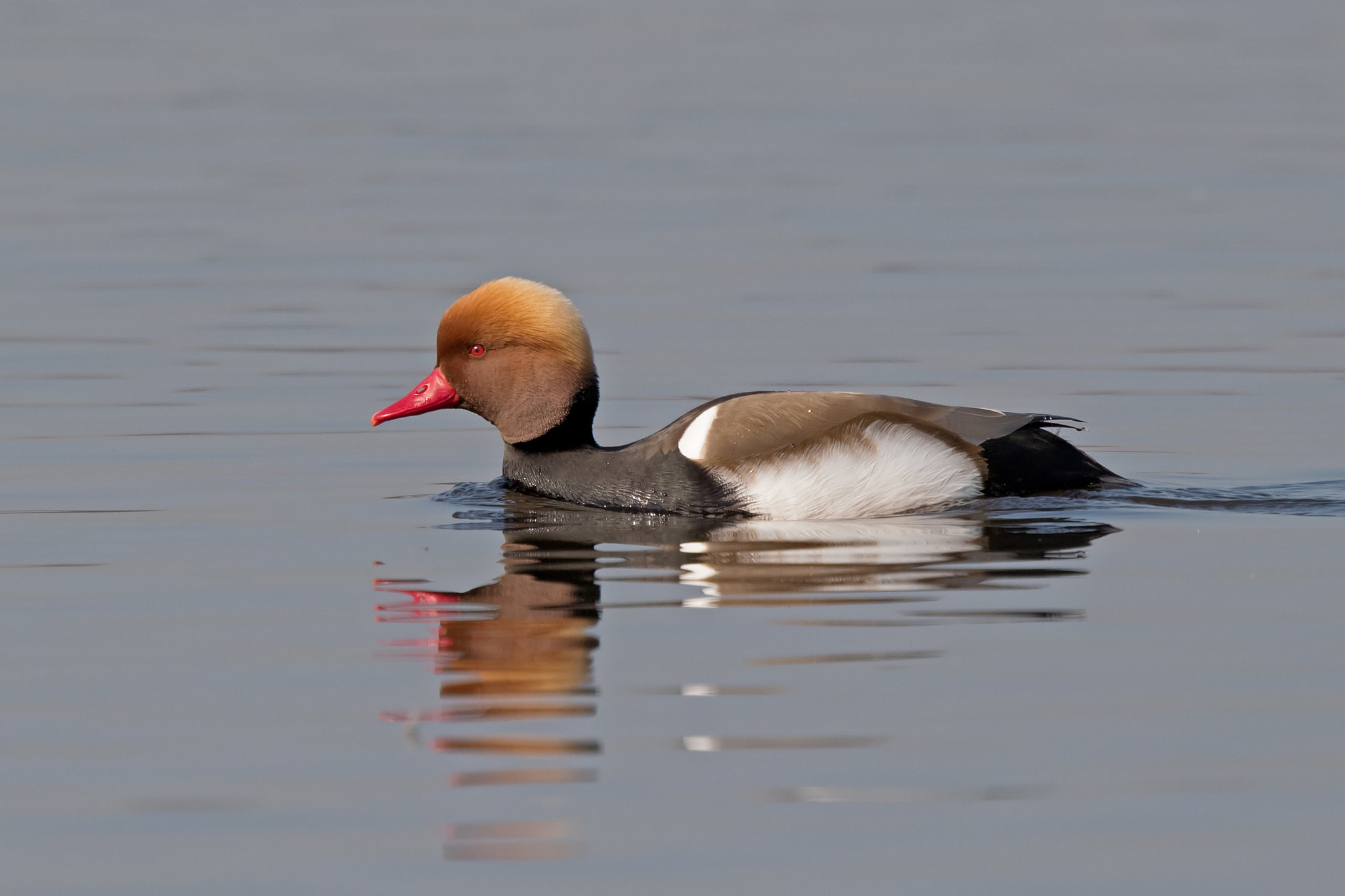 Canon EF 500mm F4L IS II USM sample photo. Netta rufina photography