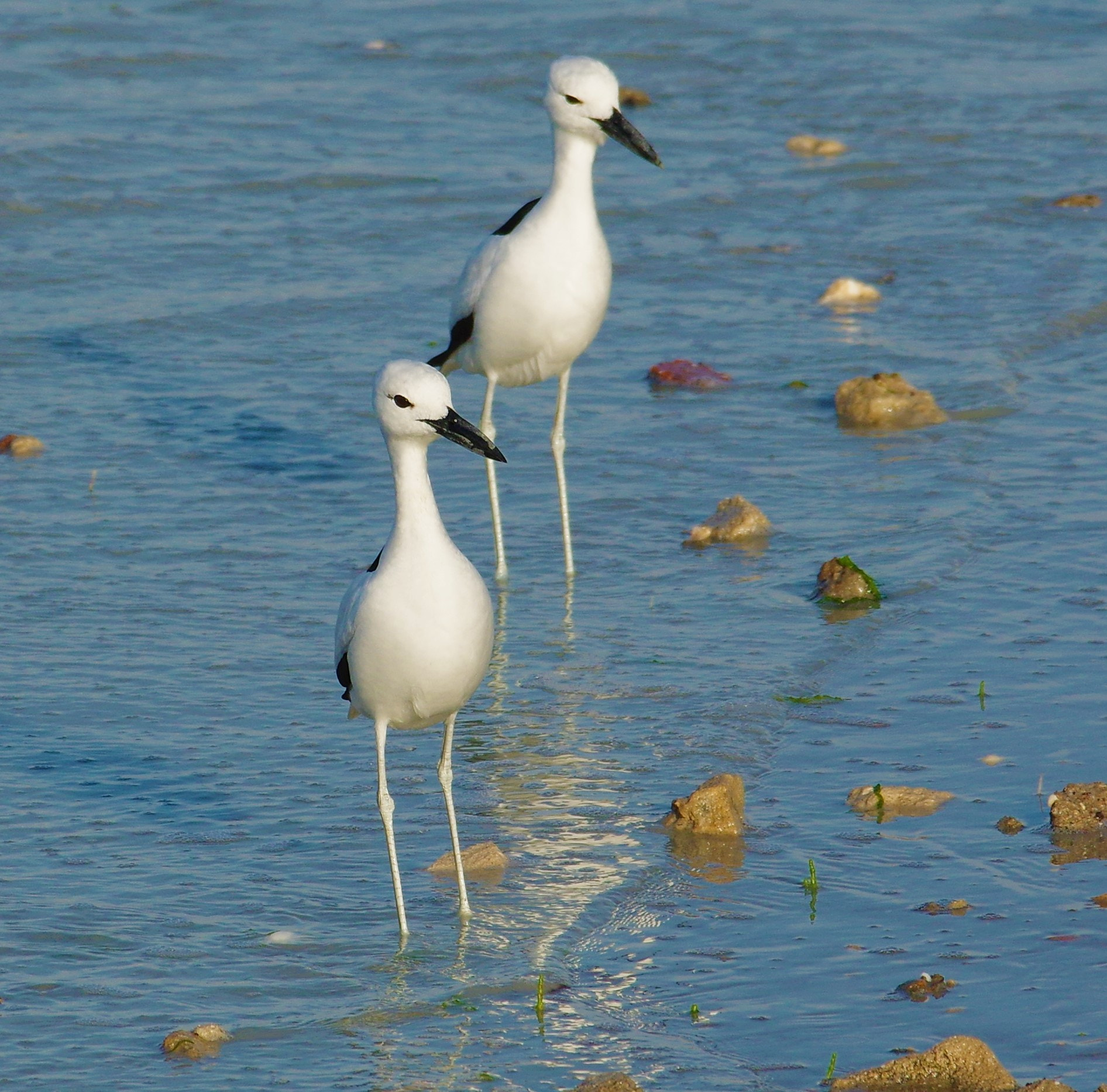 smc PENTAX-F* 300mm F4.5 ED[IF] sample photo. Sea birds photography