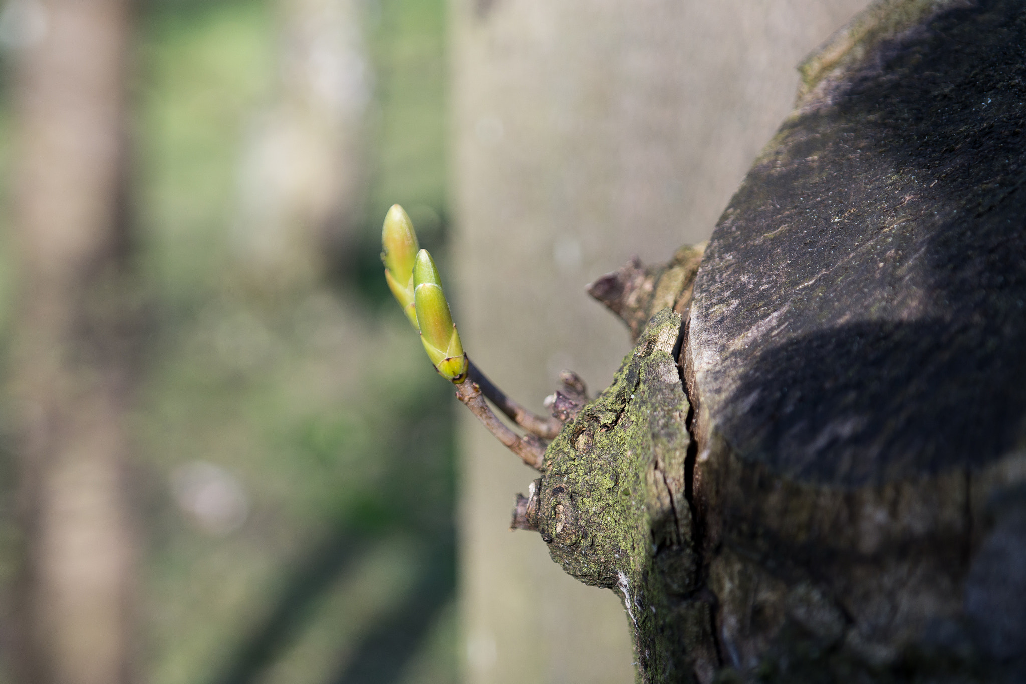 Samsung NX300 + Samsung NX 18-55mm F3.5-5.6 OIS sample photo. Hello world photography