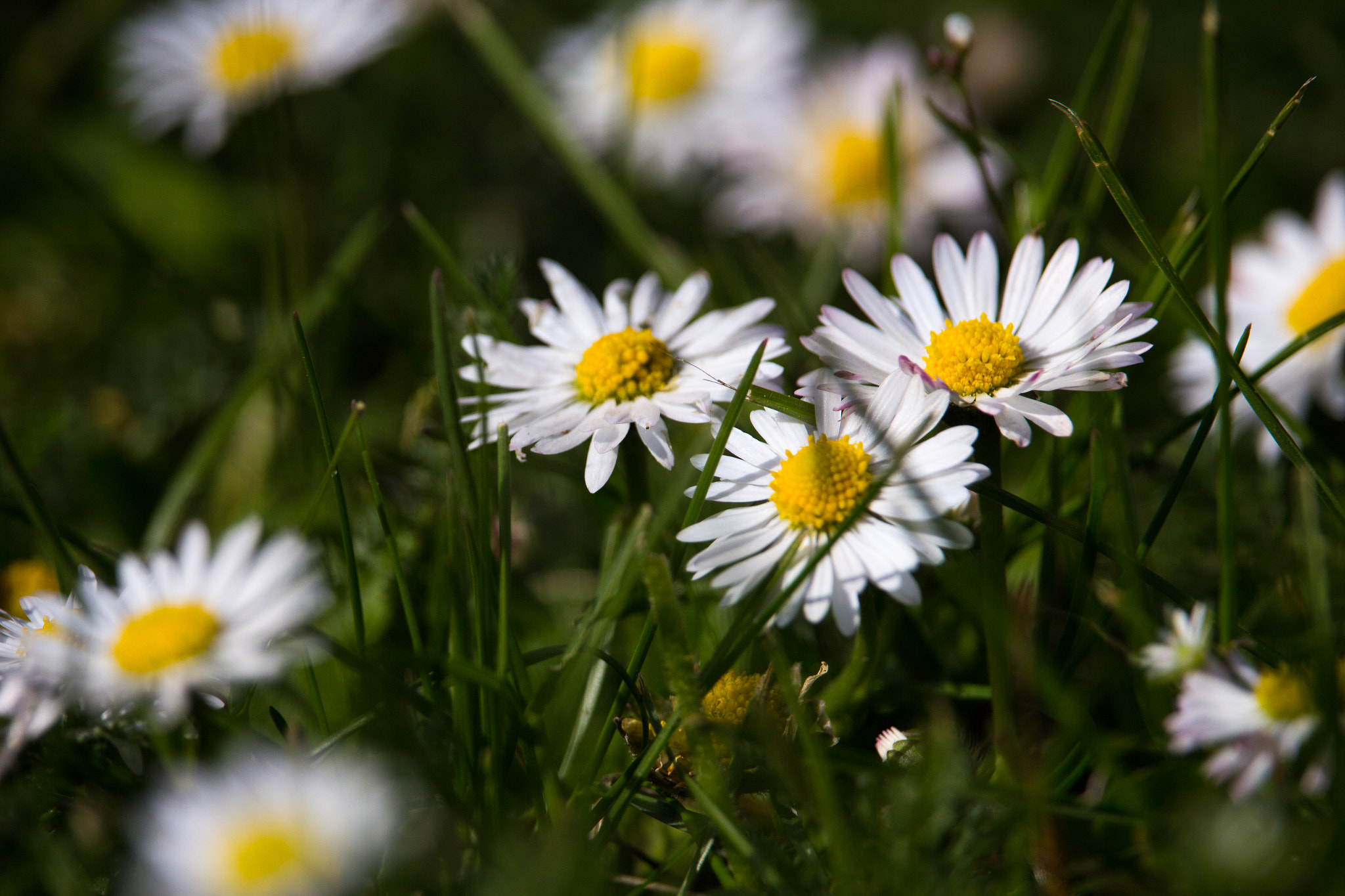 Canon EF-S 55-250mm F4-5.6 IS STM sample photo. Daisy 3 photography