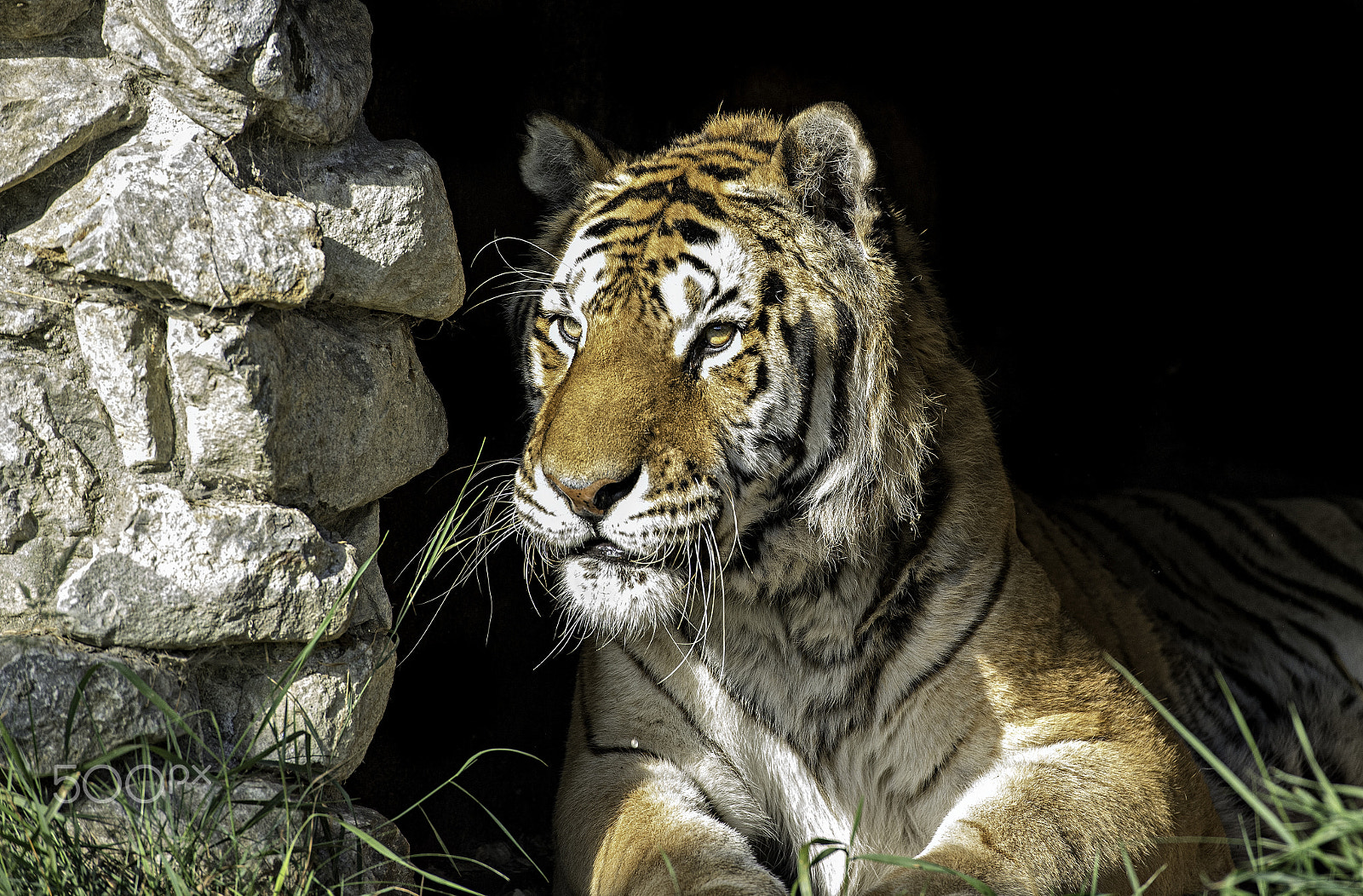 Nikon D5 sample photo. Tiger series photography