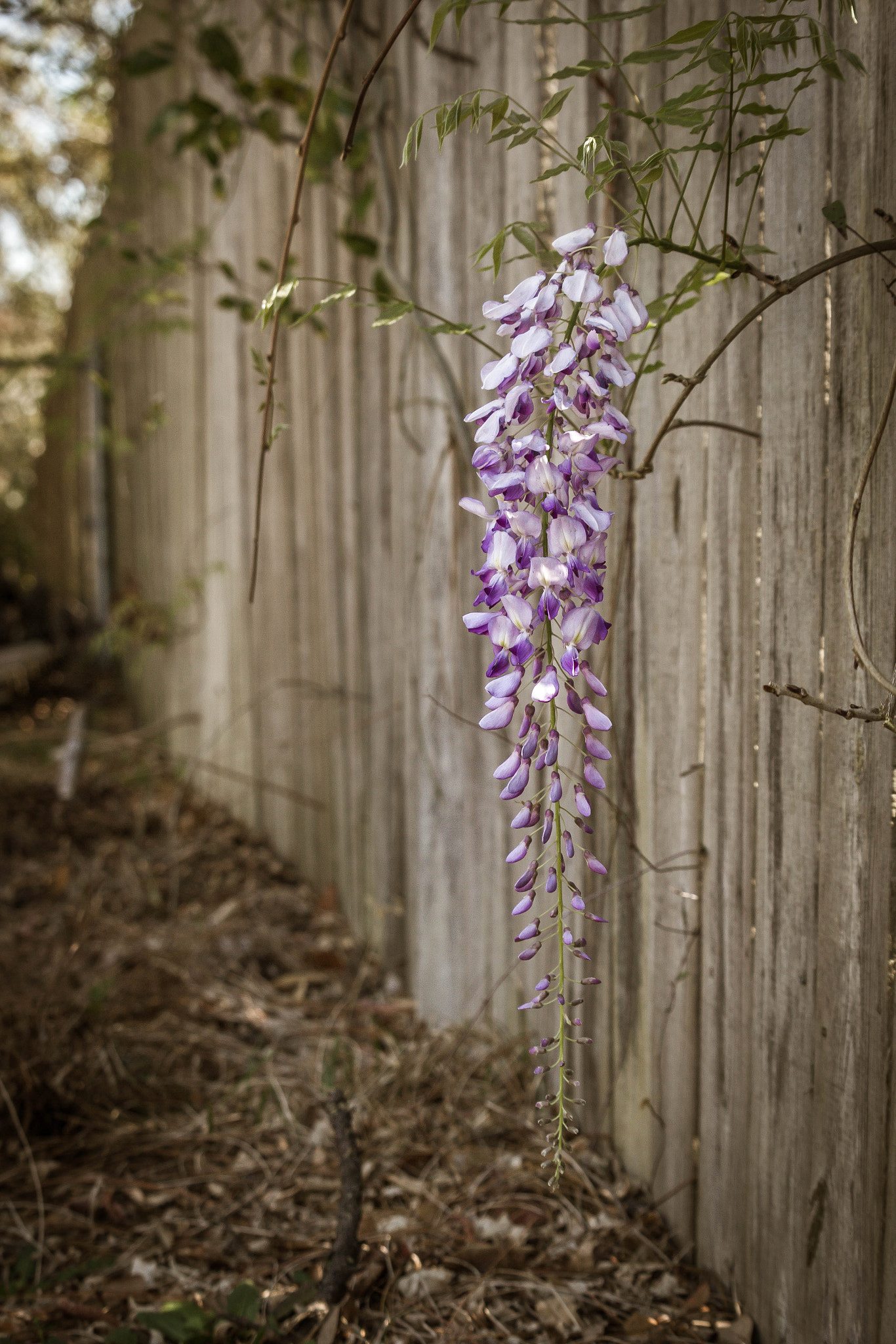 Canon EF-S 55-250mm F4-5.6 IS STM sample photo. Wisteria photography