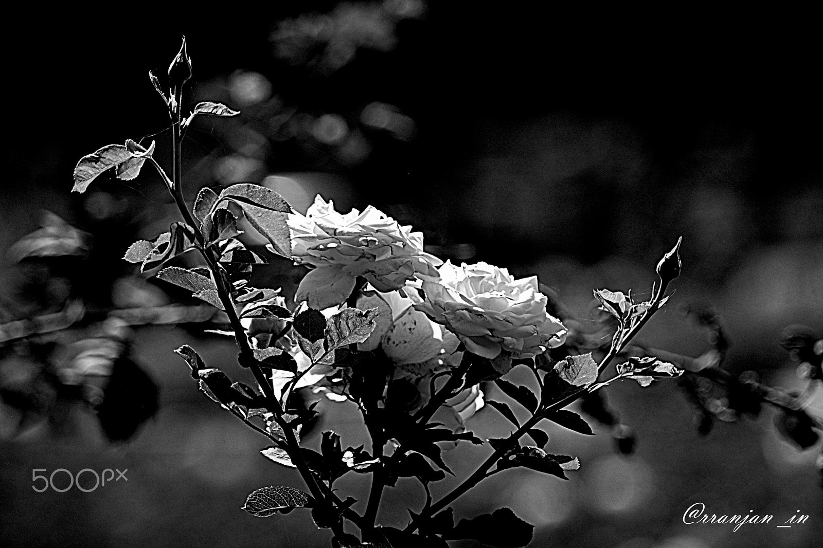 Nikon AF Nikkor 70-300mm F4-5.6G sample photo. Rose photography