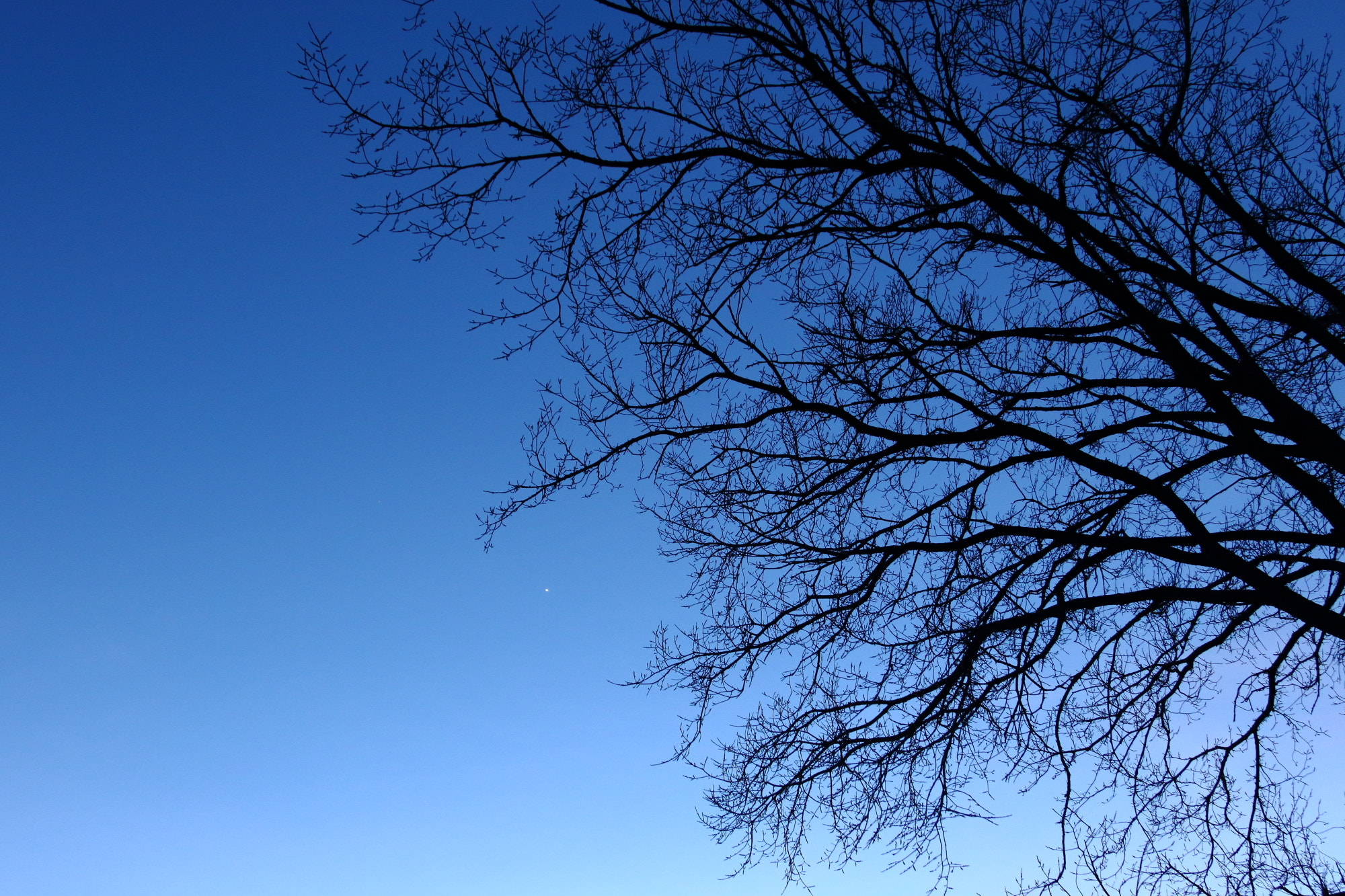 Canon EF 24-105mm F4L IS USM sample photo. Minnesota winter branches photography