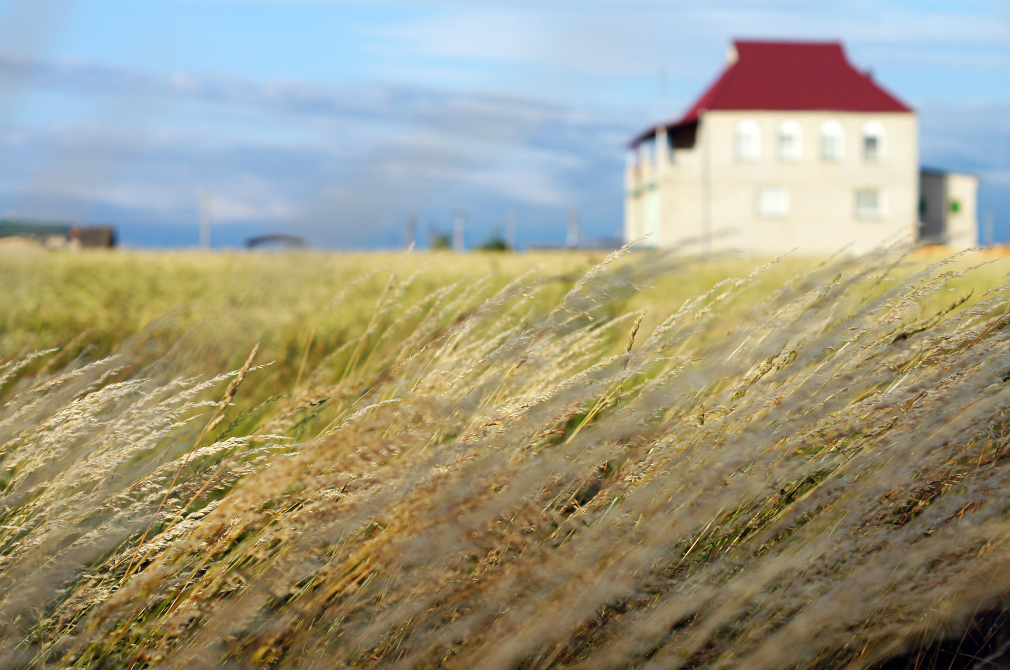 Sony Alpha DSLR-A580 + Sony DT 50mm F1.8 SAM sample photo. Field photography