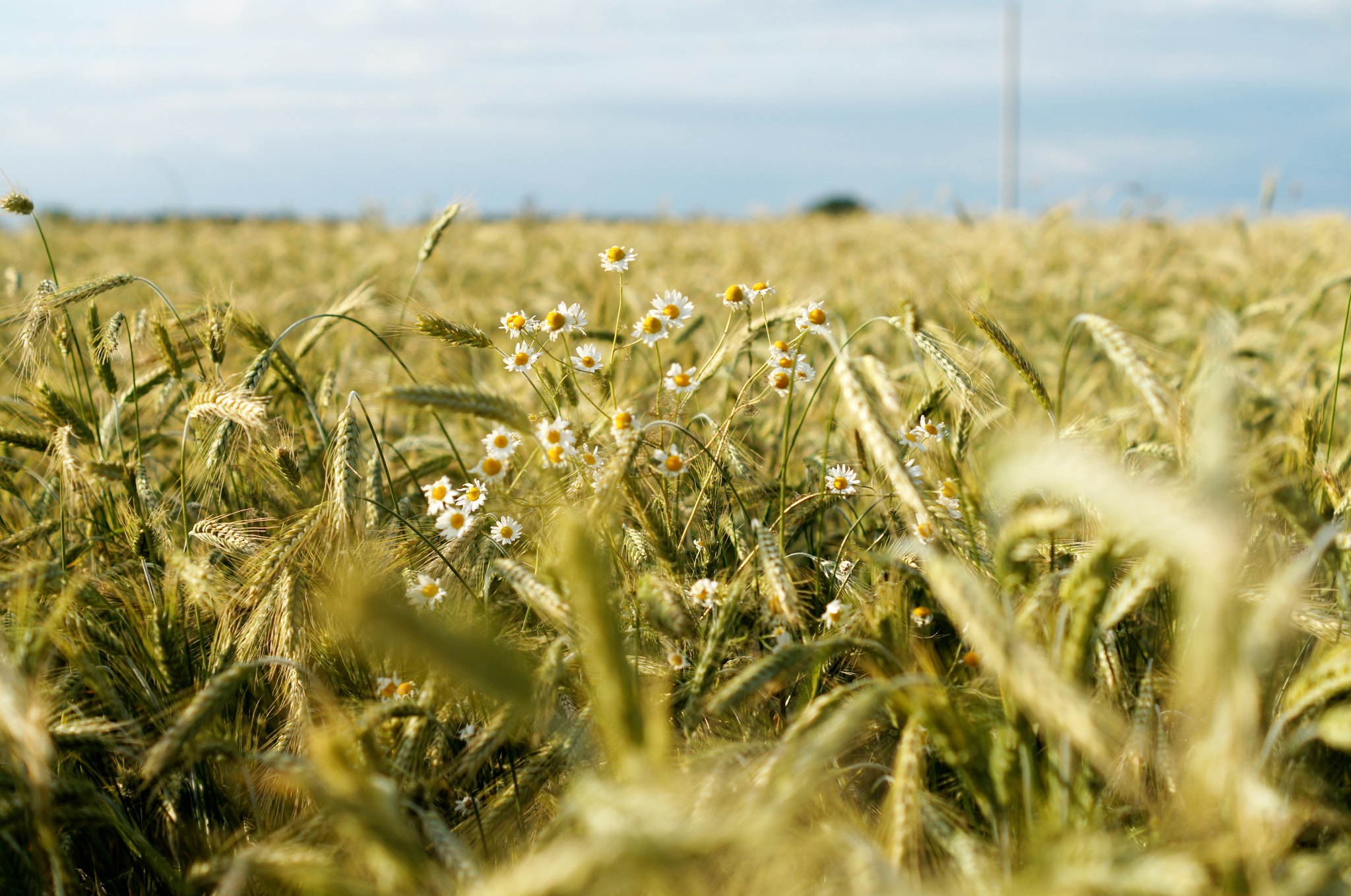 Sony Alpha DSLR-A580 + Sony DT 50mm F1.8 SAM sample photo. Field photography