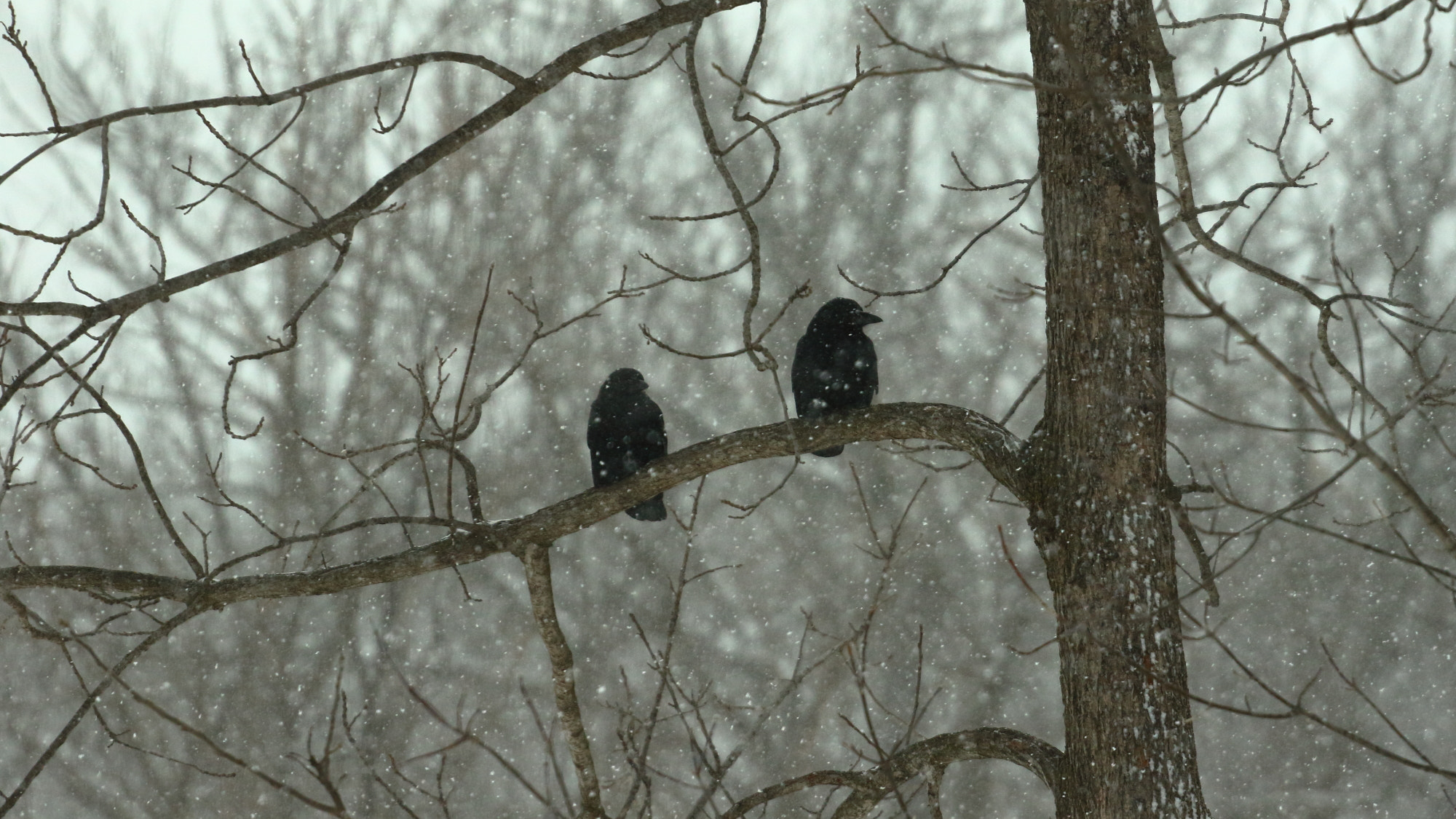 Canon EOS 7D Mark II sample photo. Birds on a snowy day photography