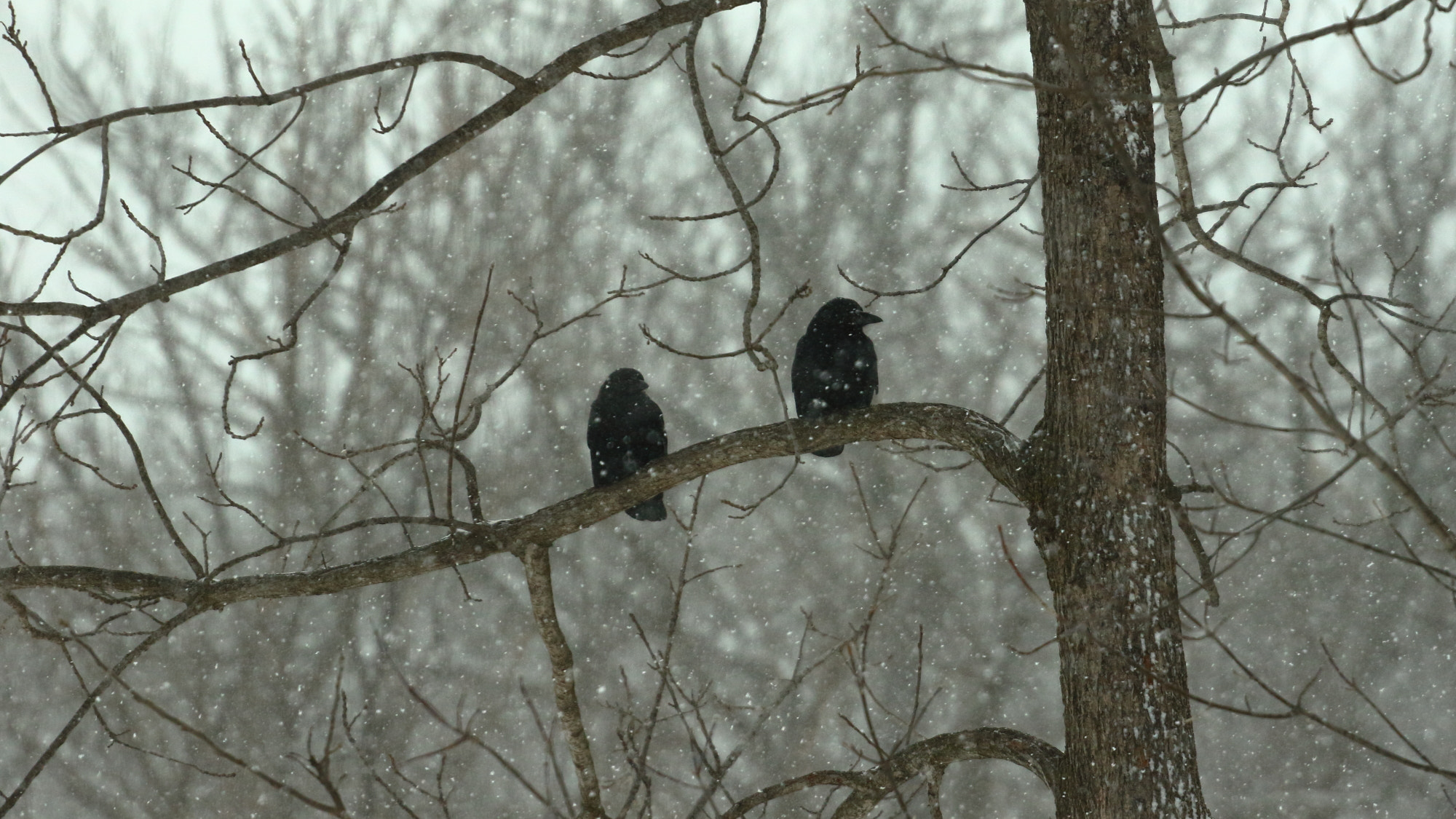 Canon EF 70-200mm F4L USM sample photo. Birds on a snowy day photography