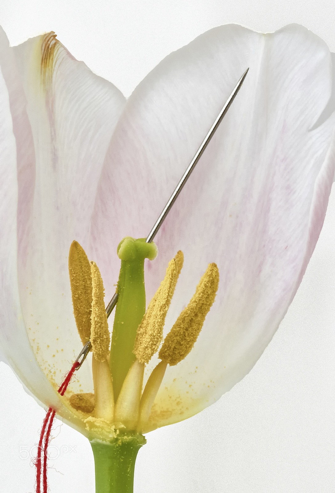 Sigma 105mm F2.8 EX DG OS HSM sample photo. Needle tulip photography