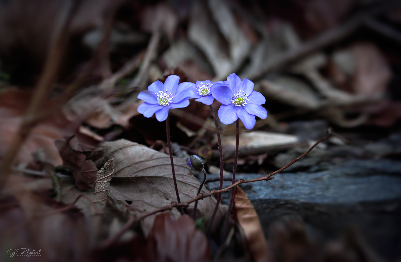 Canon EOS 5D Mark II sample photo. “first colors” photography