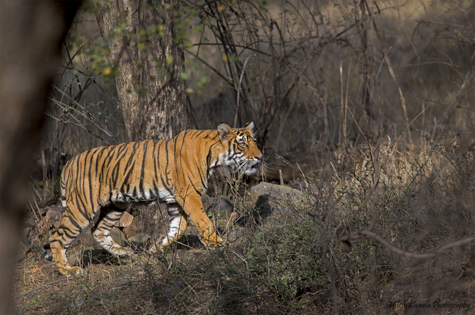 Canon EOS 6D + Canon EF 100-400mm F4.5-5.6L IS USM sample photo. Walk in style... tiger's cub photography