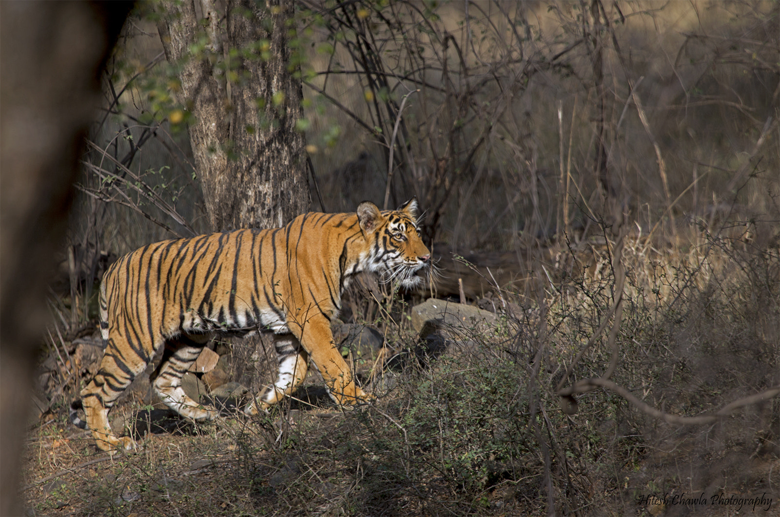 Canon EF 100-400mm F4.5-5.6L IS USM sample photo. Walk in style... tiger's cub photography