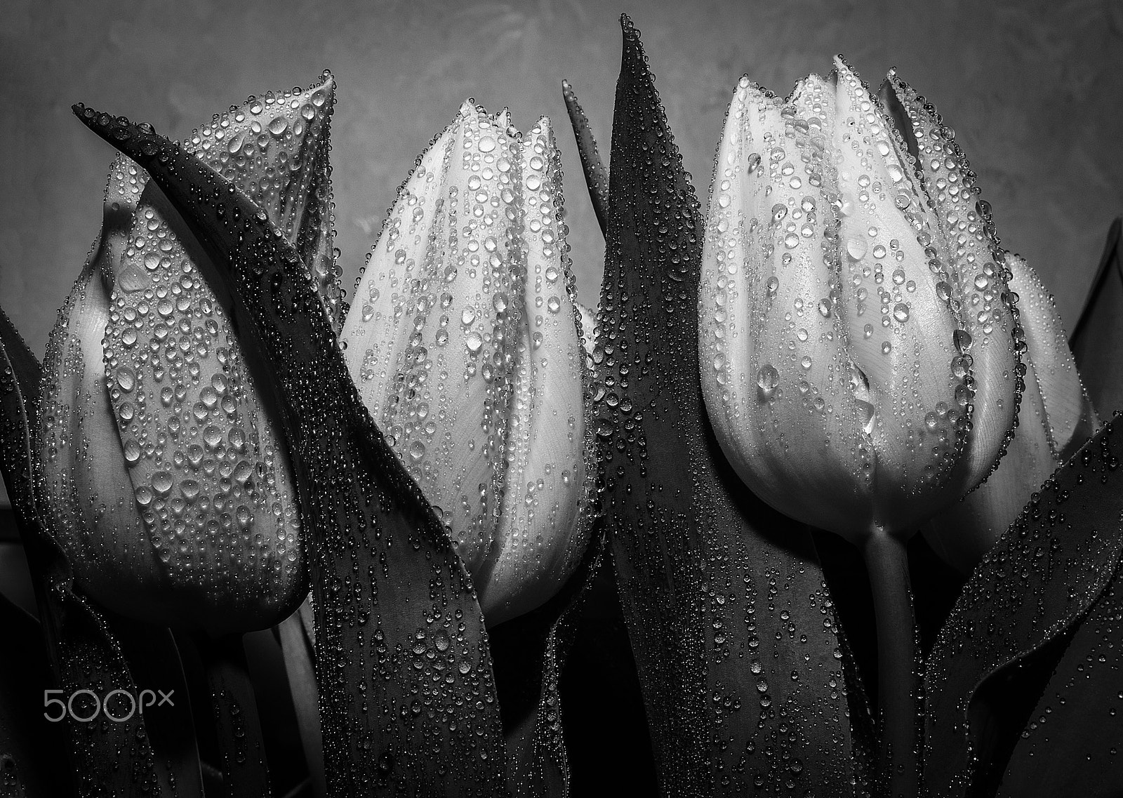 Sony a99 II sample photo. Tulips photography