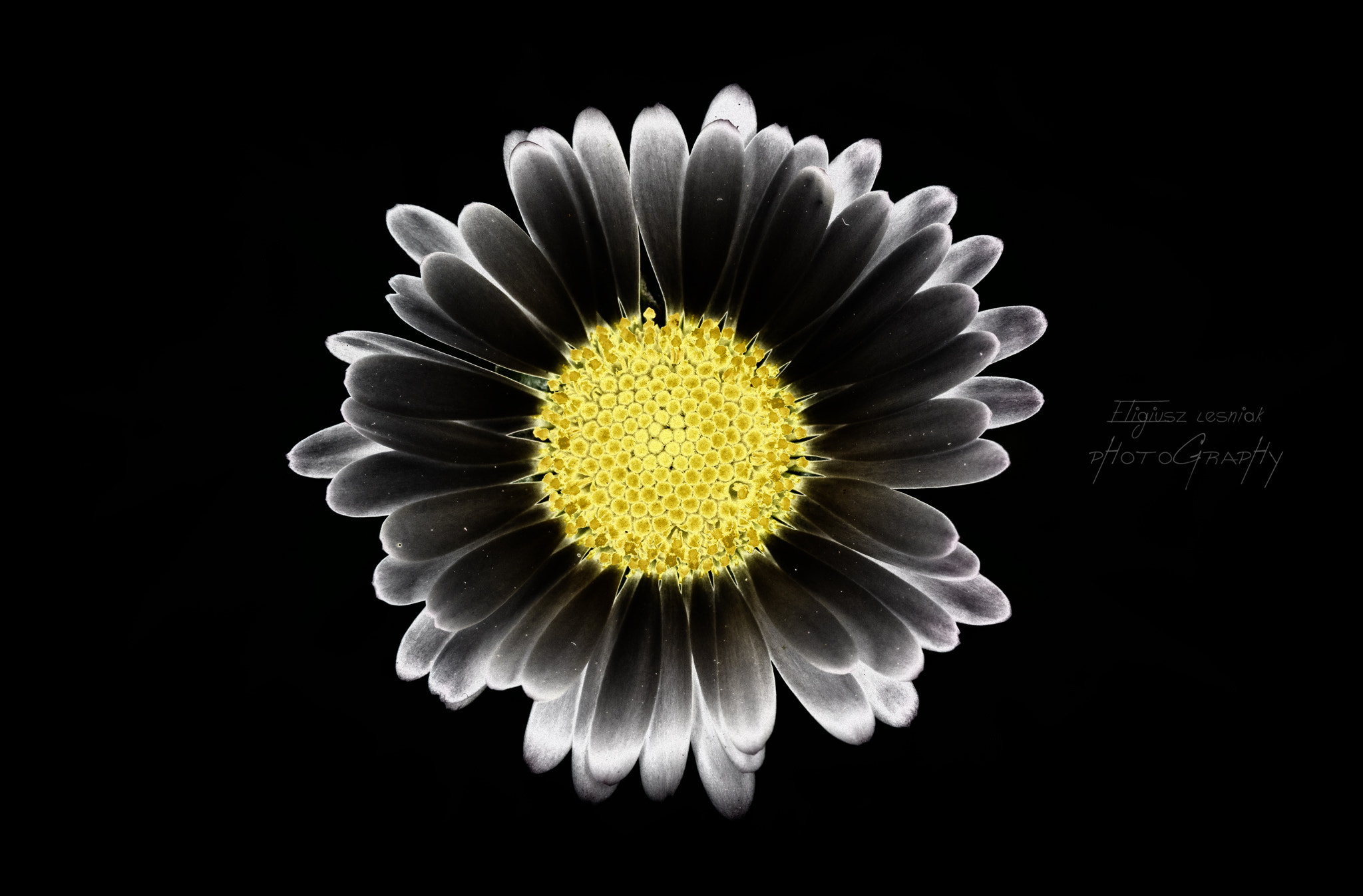 Canon EF 100mm F2.8L Macro IS USM sample photo. Daisy photography