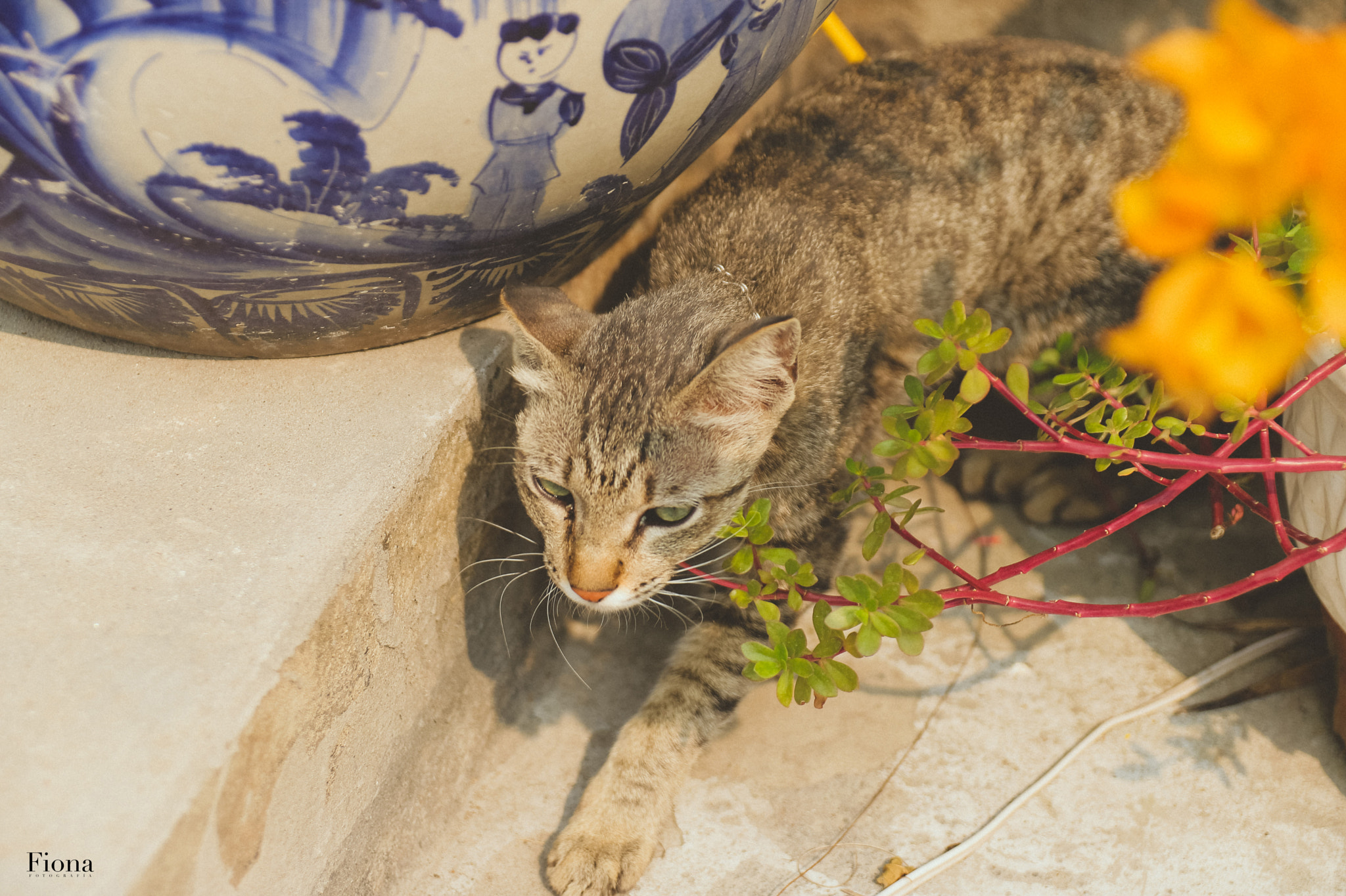 Canon EOS 760D (EOS Rebel T6s / EOS 8000D) sample photo. Img photography