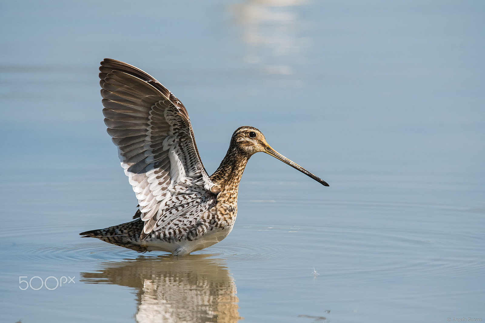 Nikon D500 + Sigma 150-600mm F5-6.3 DG OS HSM | S sample photo. Beccaccino photography