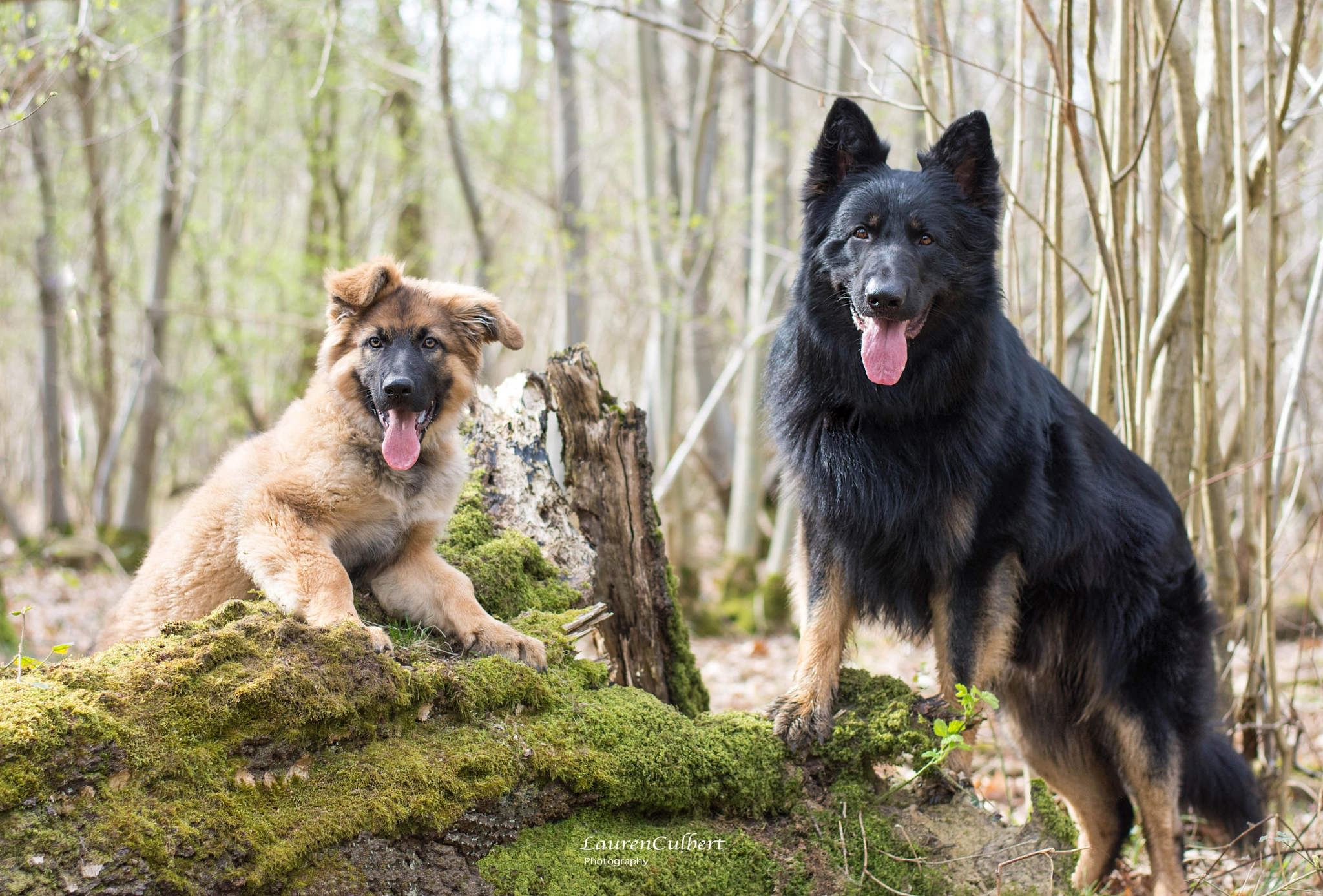 Nikon D7200 + Nikon AF-S Nikkor 50mm F1.8G sample photo. Best friends photography