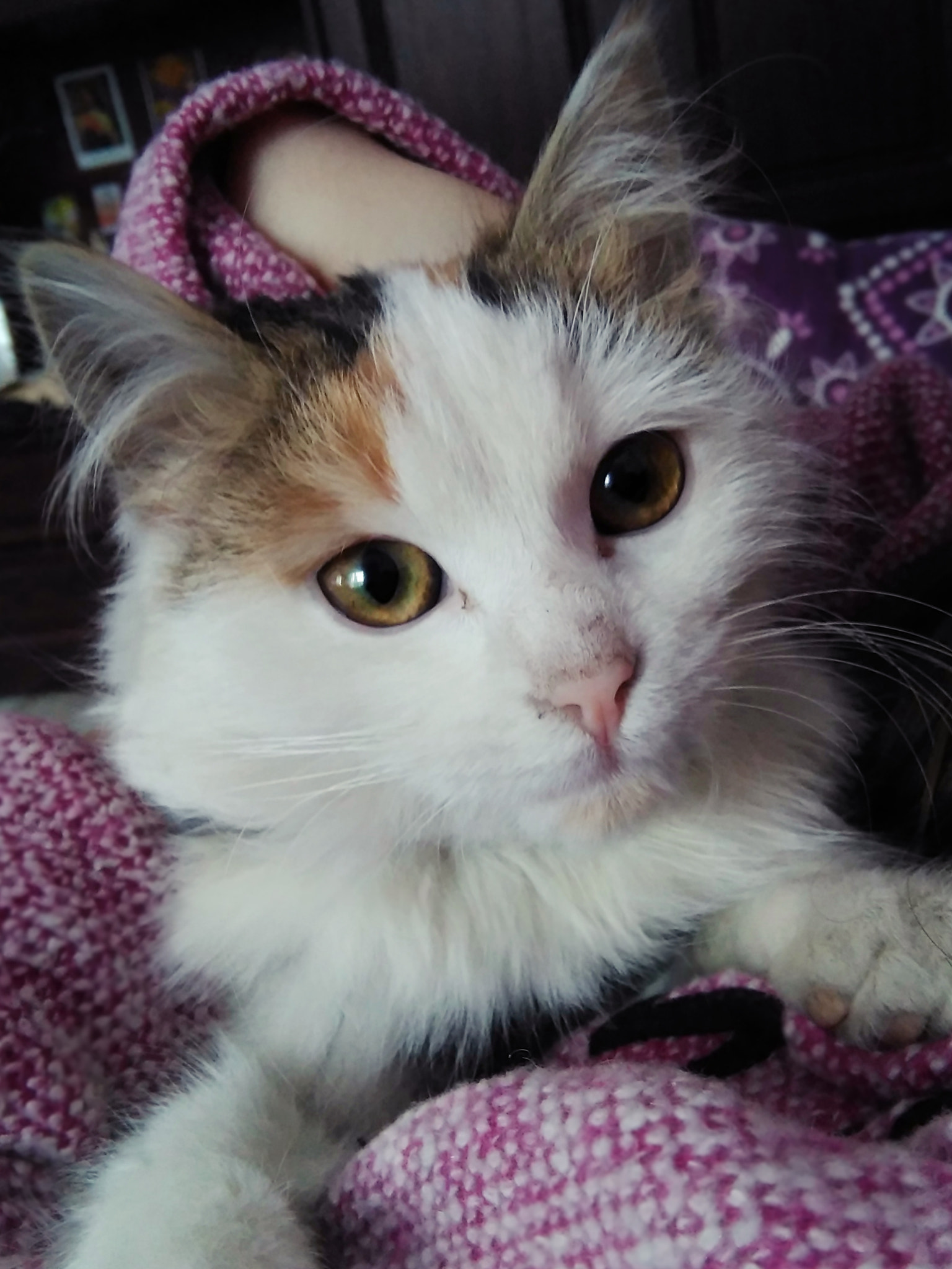 HUAWEI G620S-L01 sample photo. Cat #3 photography