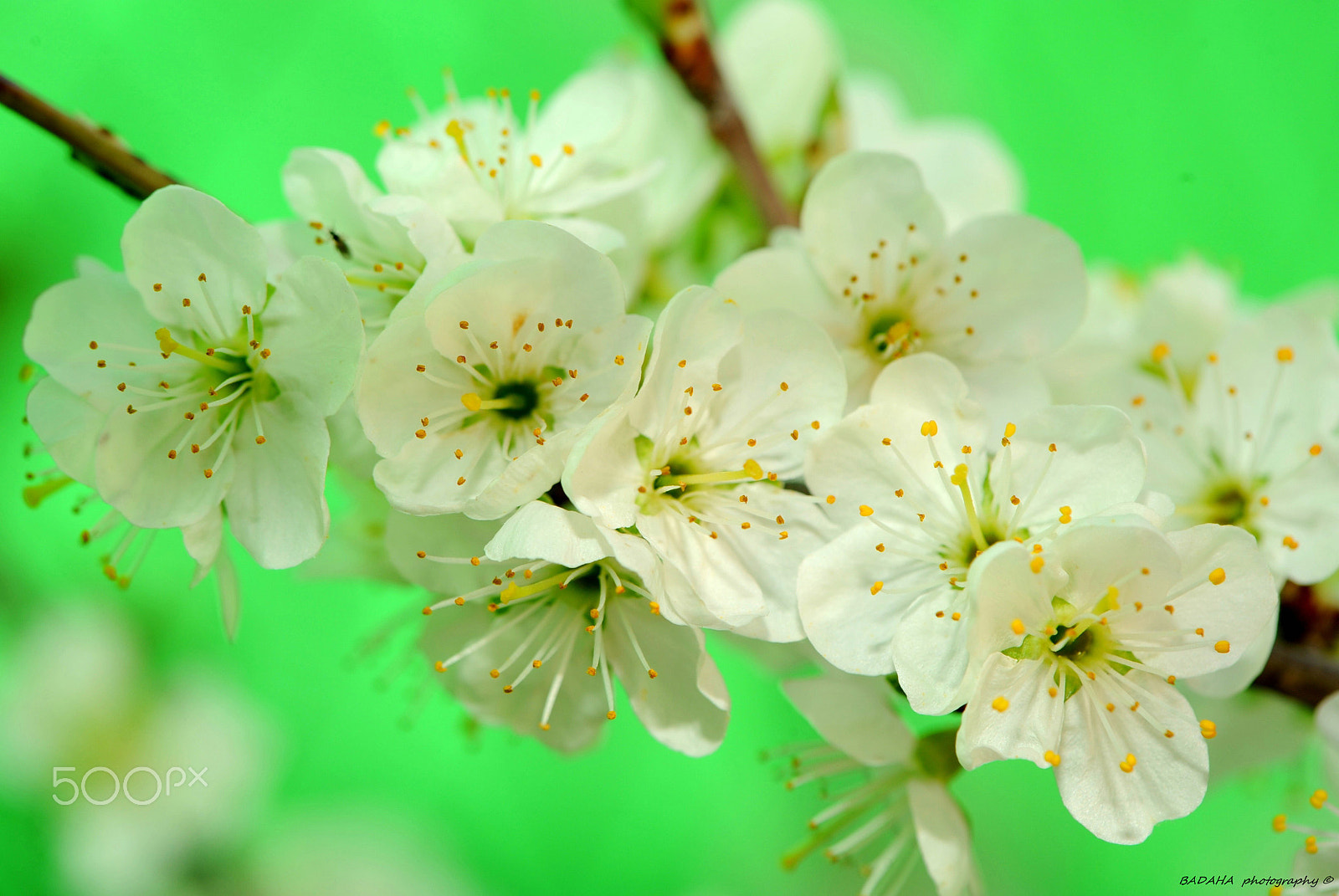 Nikon AF-S Micro-Nikkor 105mm F2.8G IF-ED VR sample photo. Lighting blossom photography