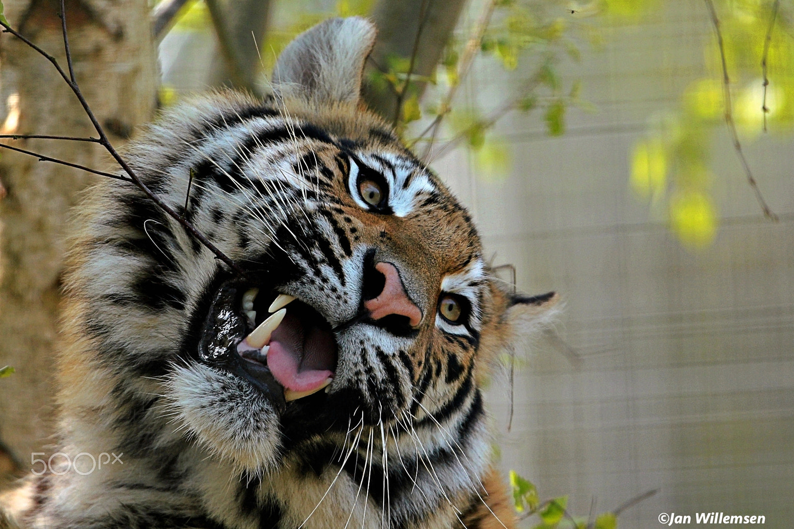 Canon EF 300mm F2.8L IS II USM sample photo. Amur (siberian) tiger photography