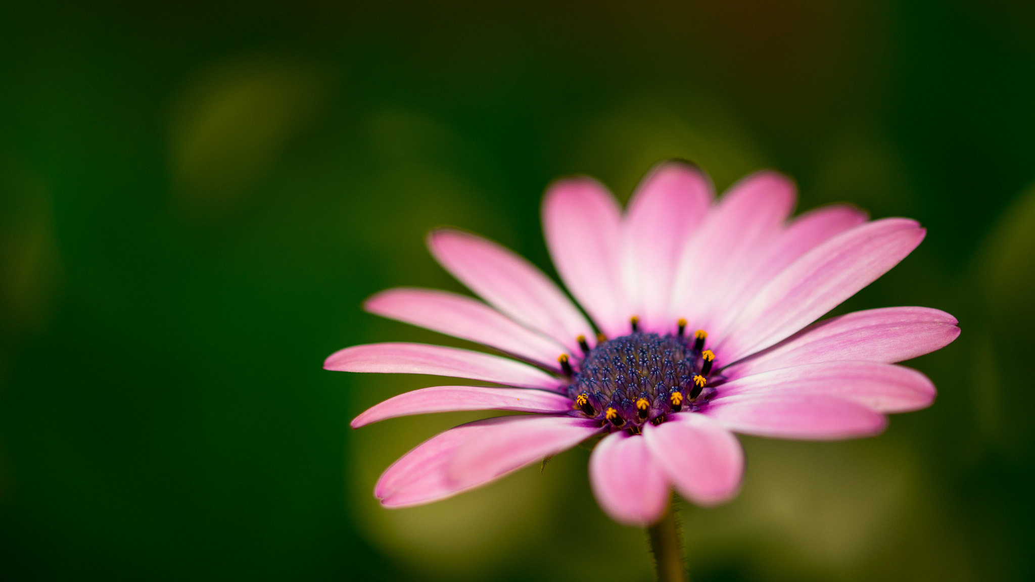 Sigma 105mm F2.8 EX DG OS HSM sample photo. November flower photography