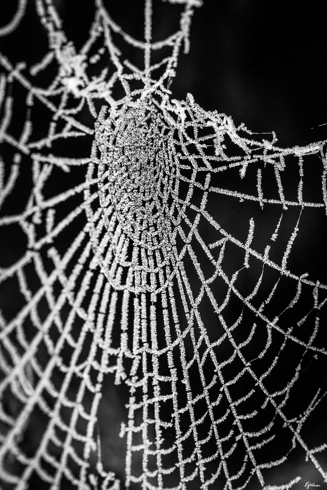 Canon EF-S 60mm F2.8 Macro USM sample photo. Toile & givre photography