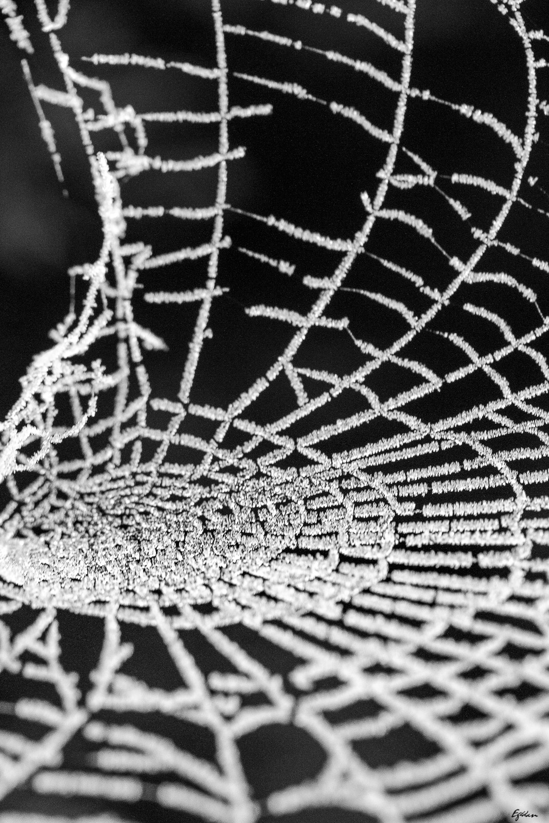 Canon EF-S 60mm F2.8 Macro USM sample photo. Toile & givre photography