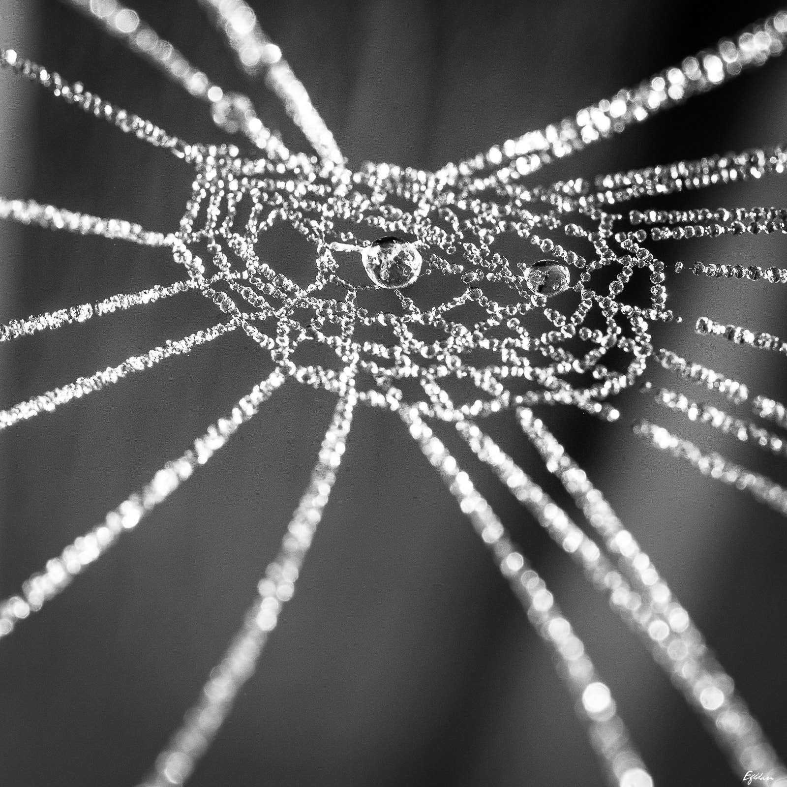 Canon EF-S 60mm F2.8 Macro USM sample photo. Toile & givre photography