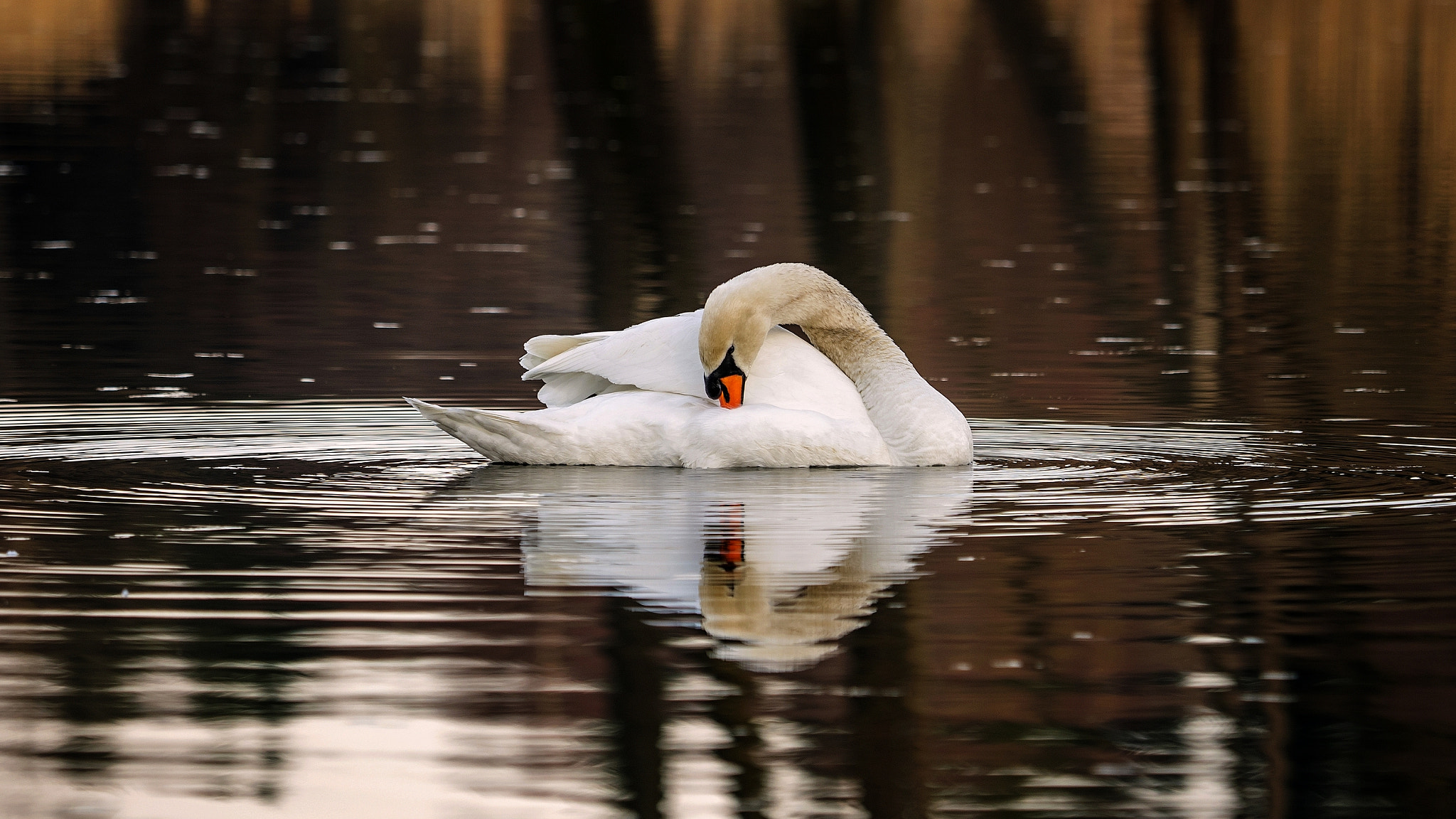 Olympus OM-D E-M1 sample photo. Swan charm photography