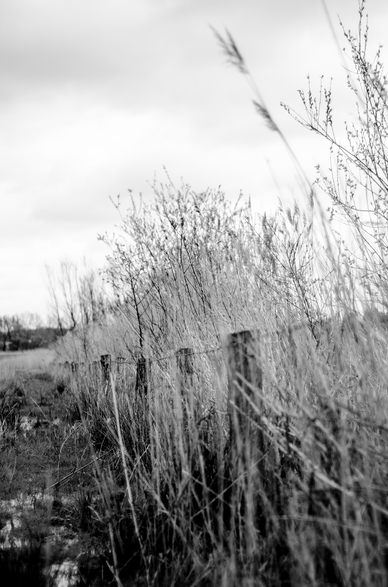 Nikon D7000 + Nikon AF Nikkor 50mm F1.8D sample photo. Fields photography