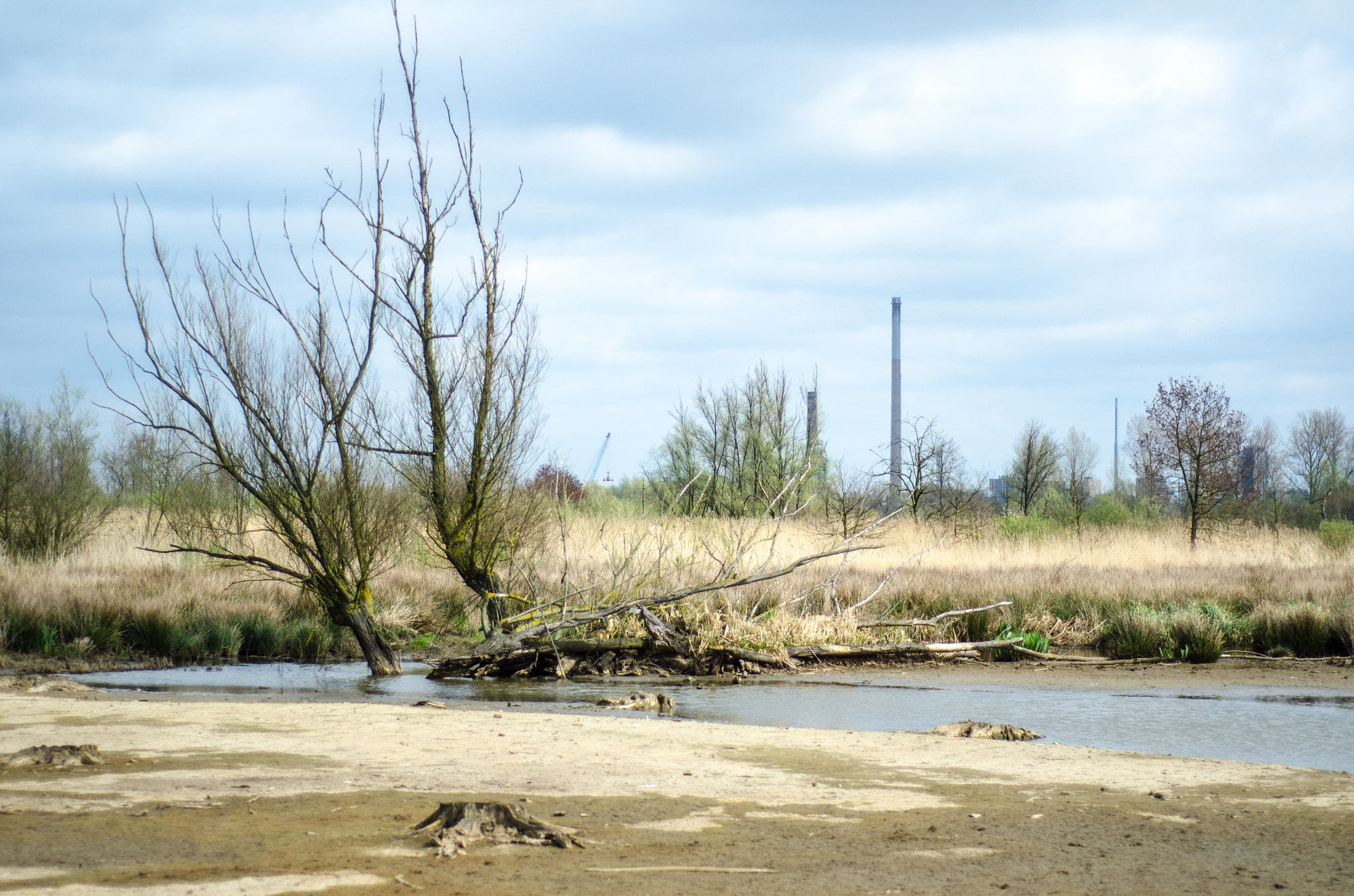 Nikon D7000 sample photo. Dead tree and industry photography