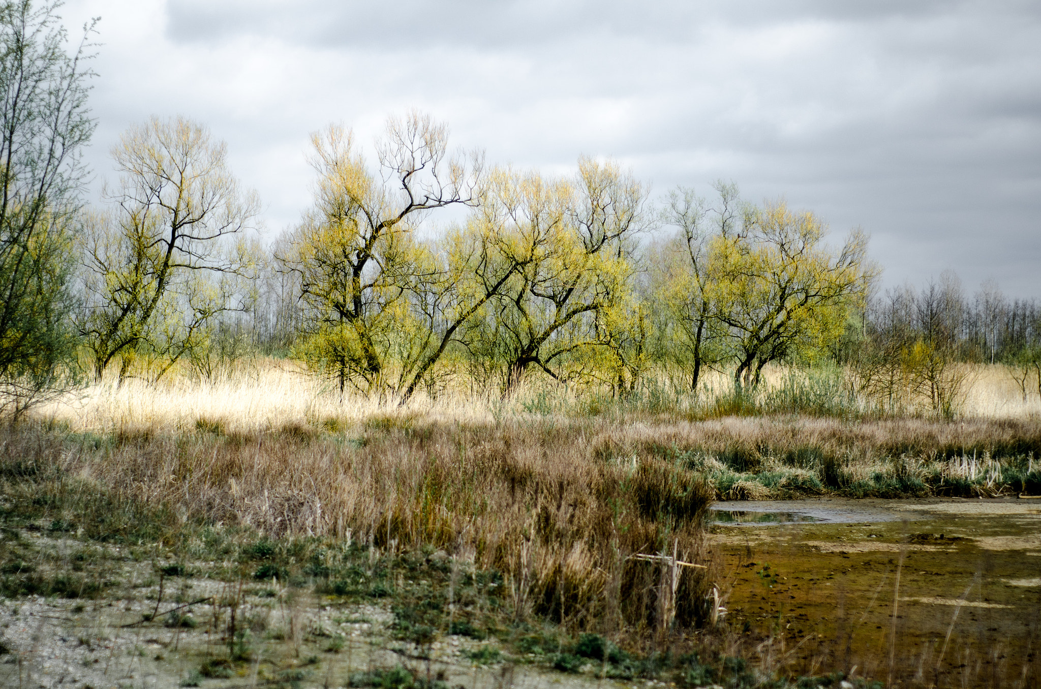 Nikon D7000 + Nikon AF Nikkor 50mm F1.8D sample photo. Yellow trees photography