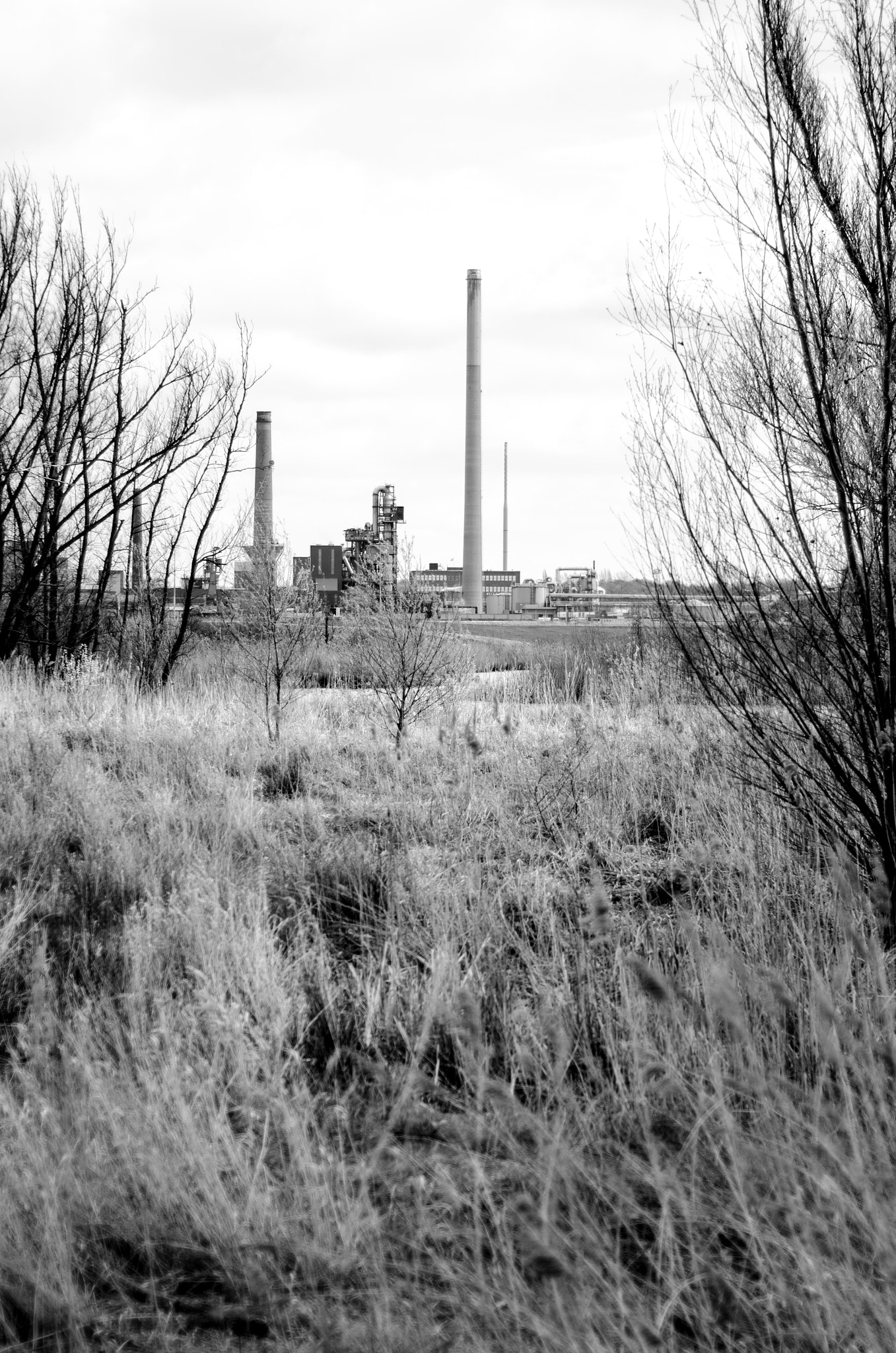 Nikon D7000 + Nikon AF Nikkor 50mm F1.8D sample photo. Industry in the trees photography