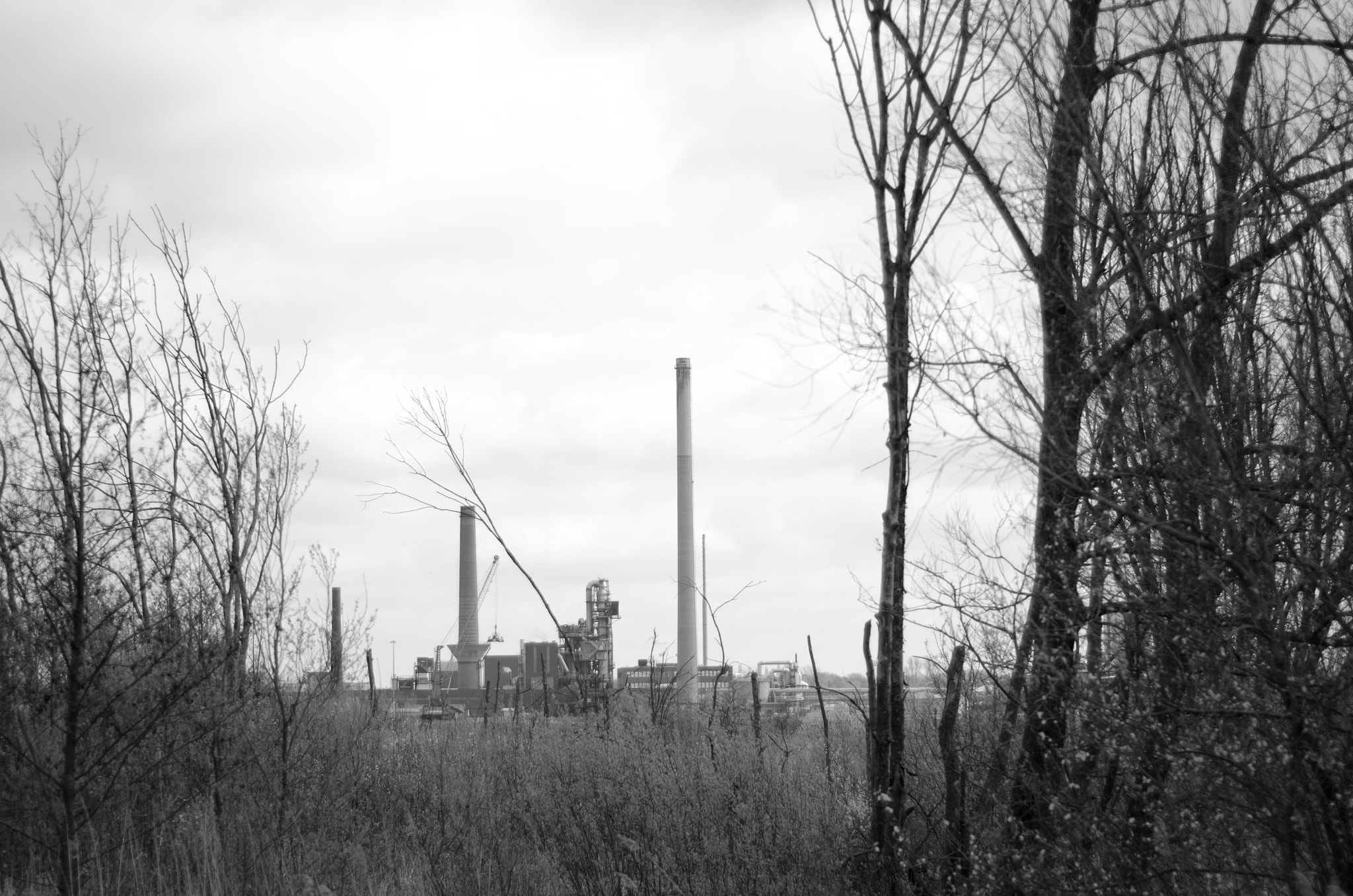 Nikon D7000 sample photo. Industry in the trees photography