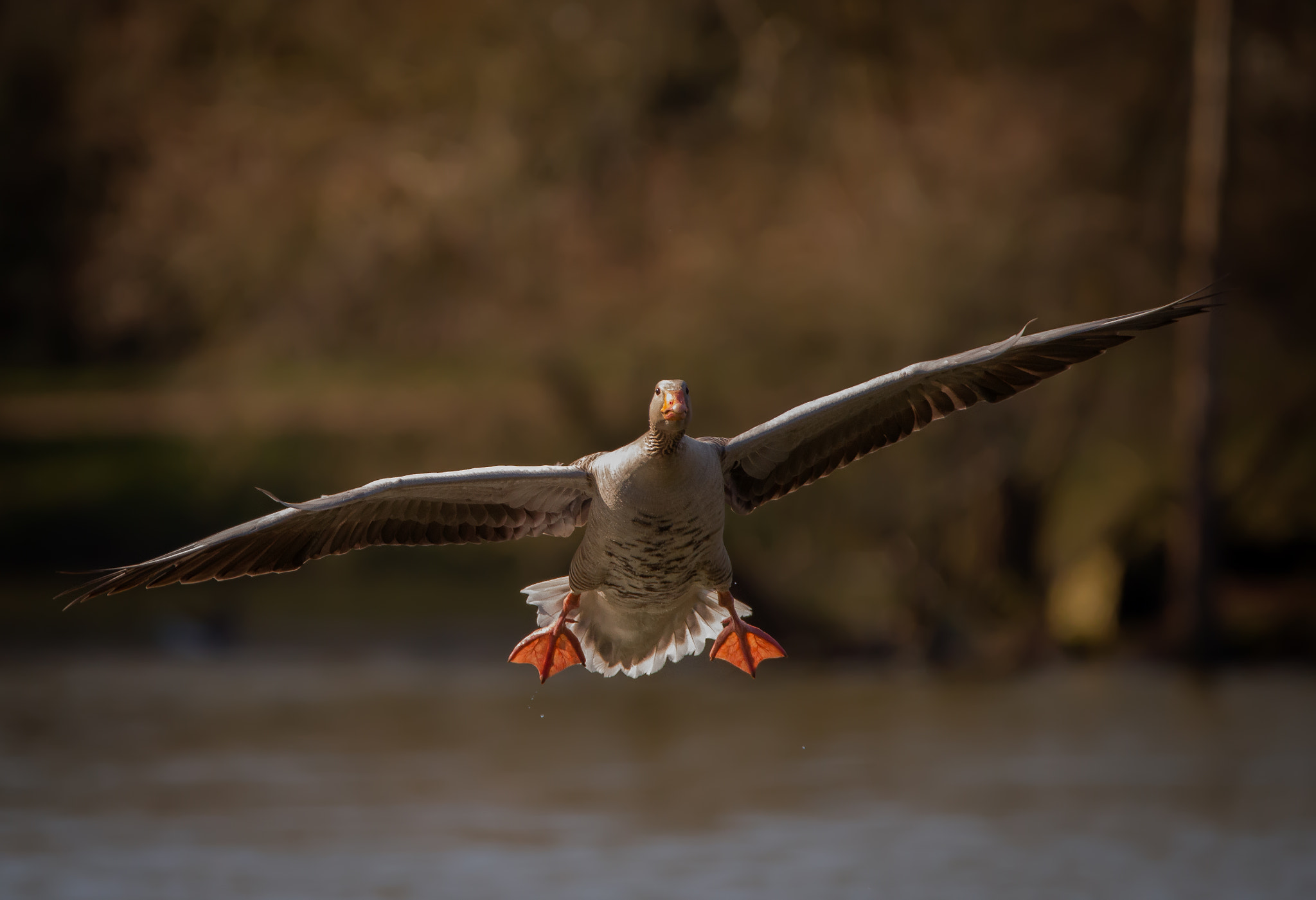 Nikon D5100 + Sigma 150-600mm F5-6.3 DG OS HSM | C sample photo. Gray goose photography